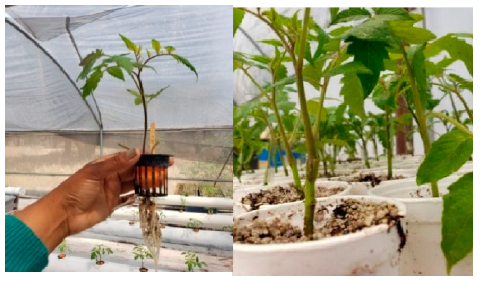 Agriculture 13 02189 g001 Agriculture 13 02189 g001