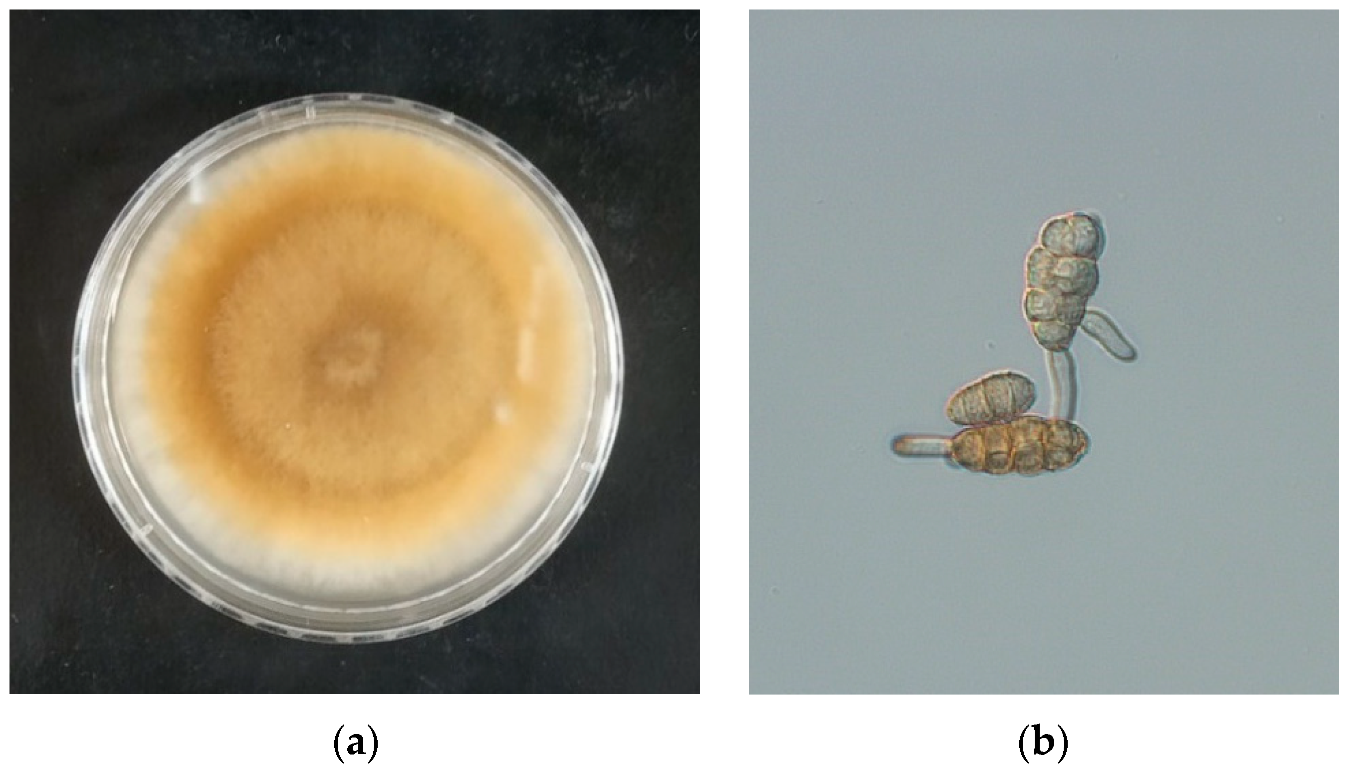 Agriculture 13 02215 g002