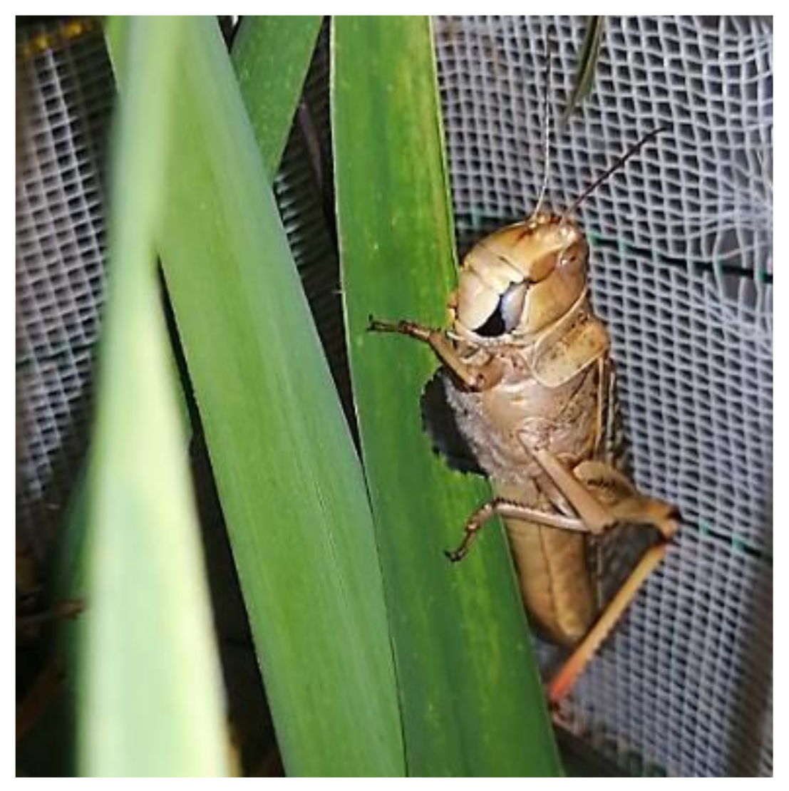 Agriculture 13 02231 g001