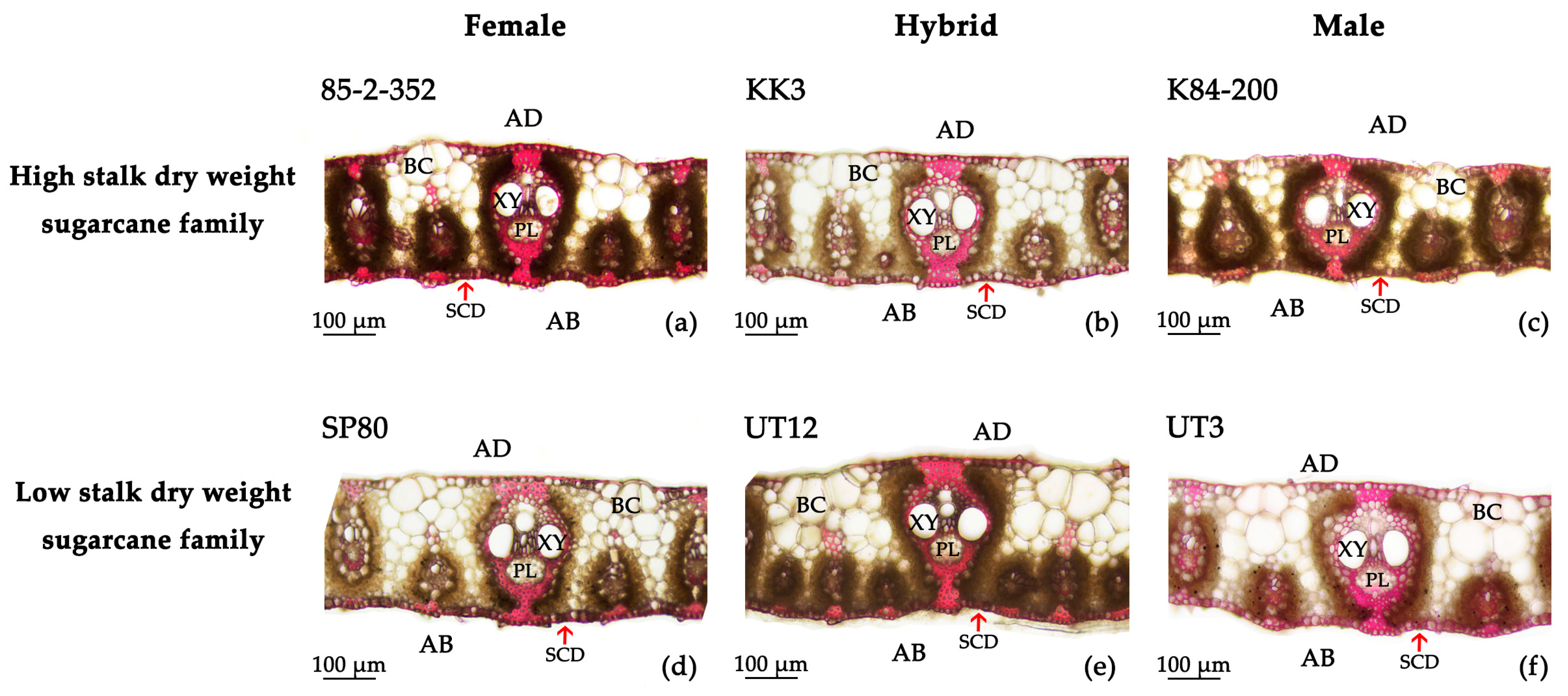 Agriculture 13 02234 g003 Agriculture 13 02234 g003