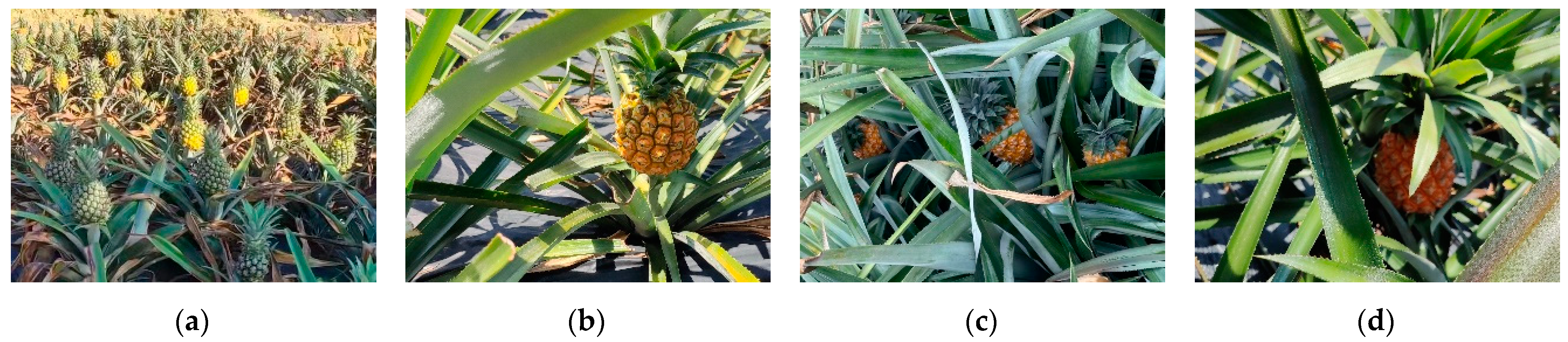 Agriculture 14 00029 g001