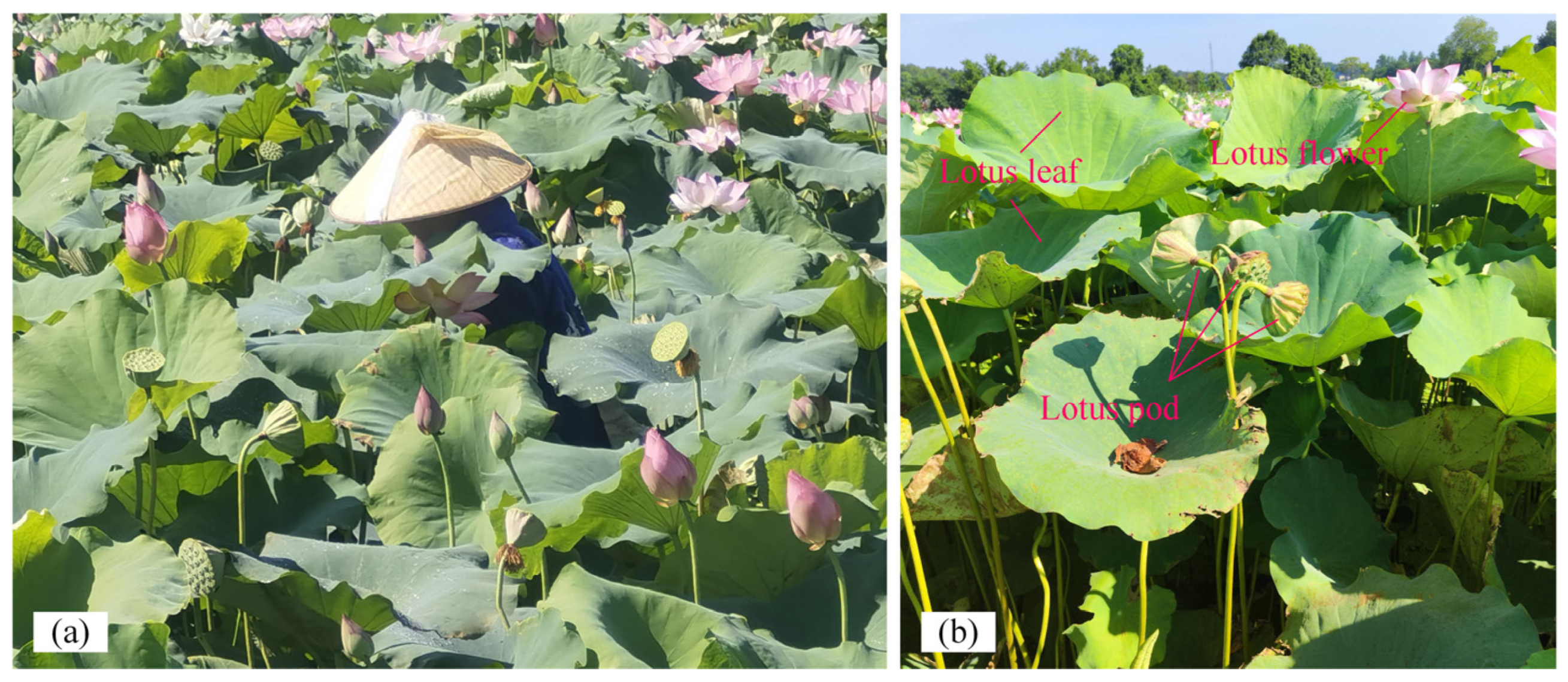 Agriculture 14 00030 g001