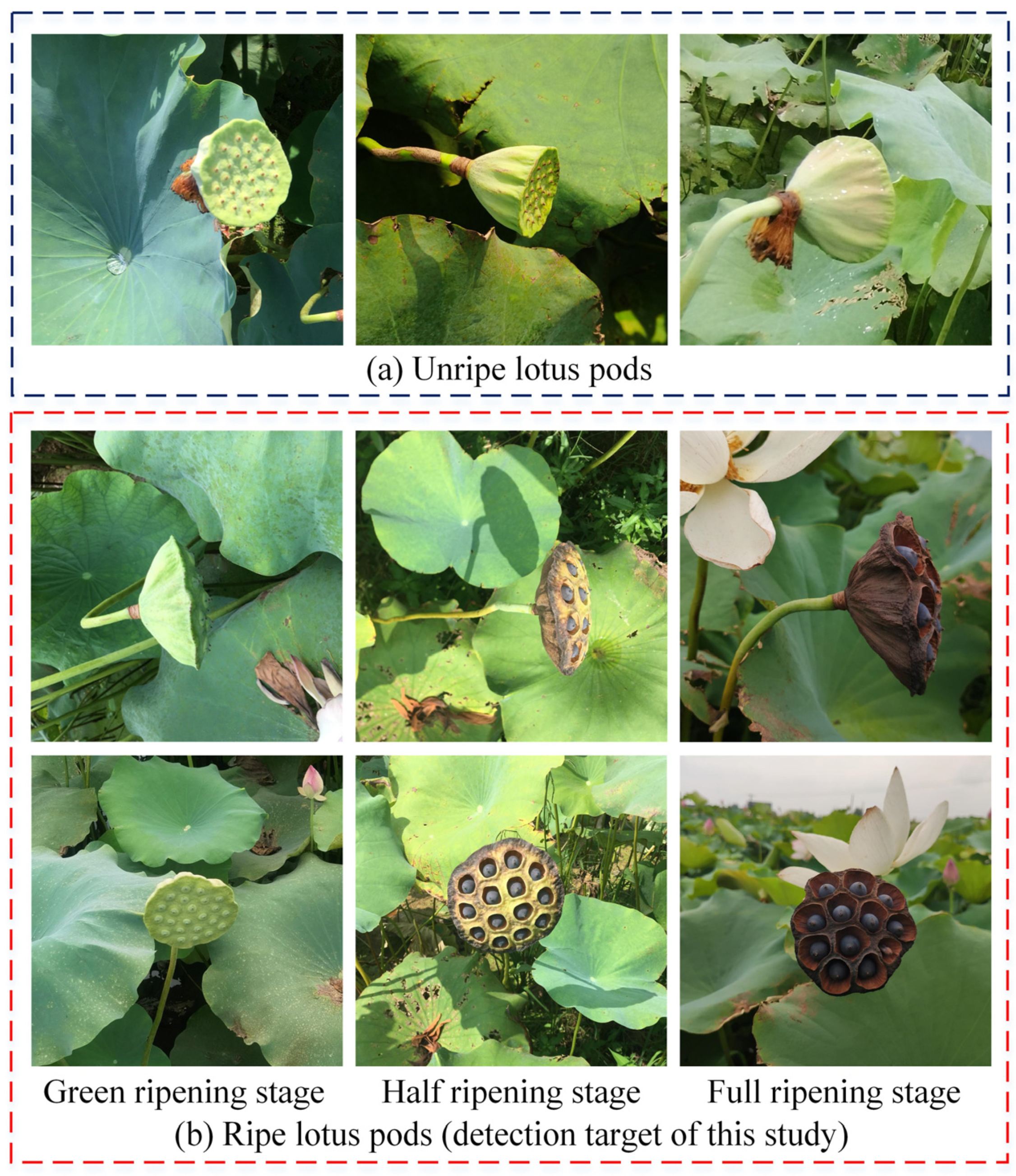 Agriculture 14 00030 g004