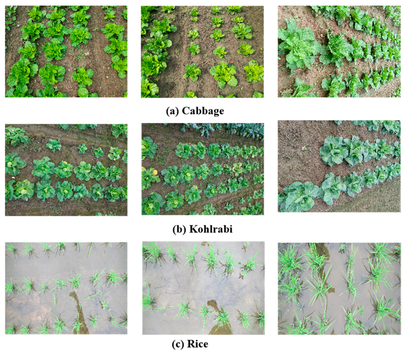 Agriculture 14 00045 g001