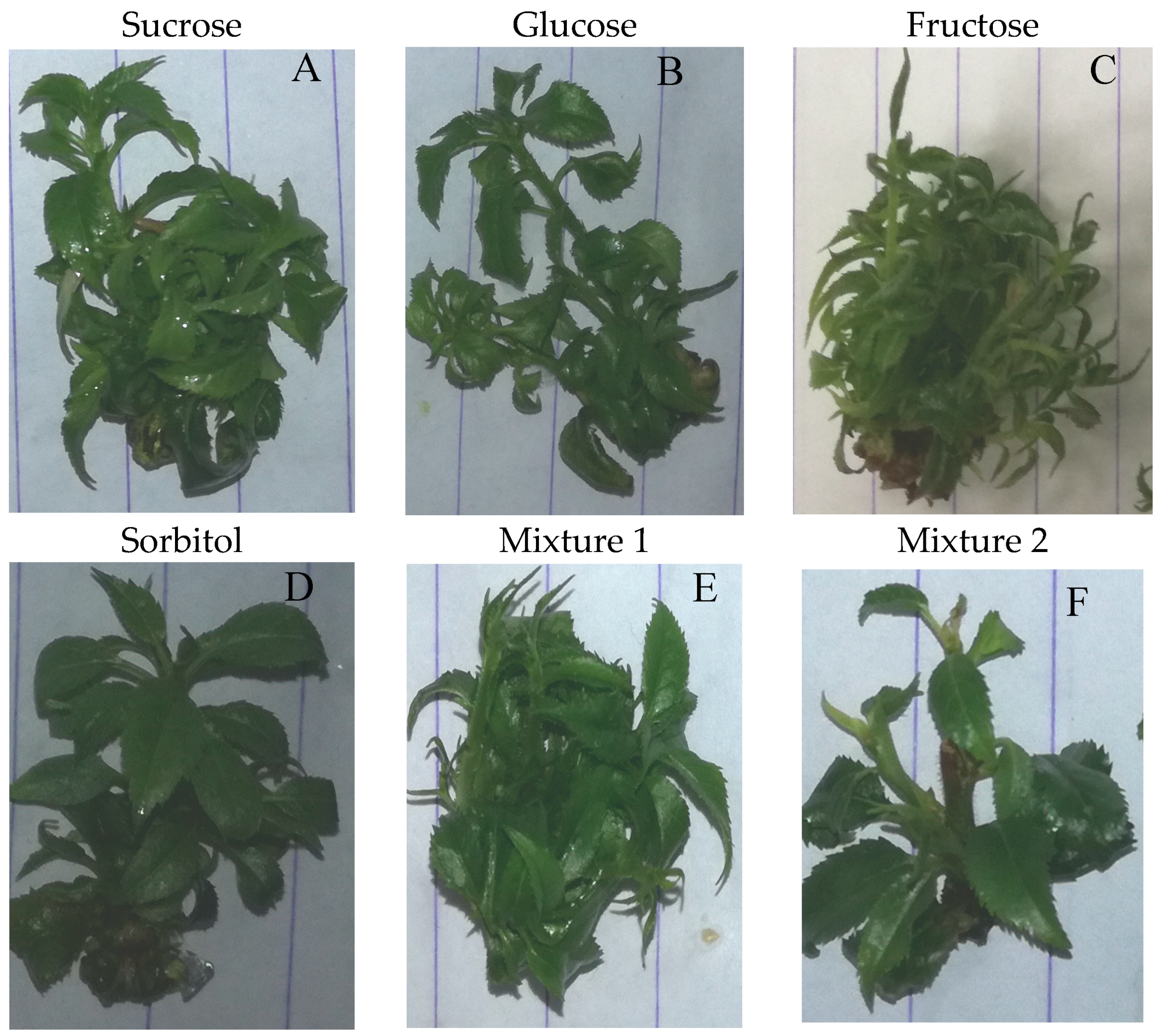 Agriculture 14 00120 g001 Agriculture 14 00120 g001