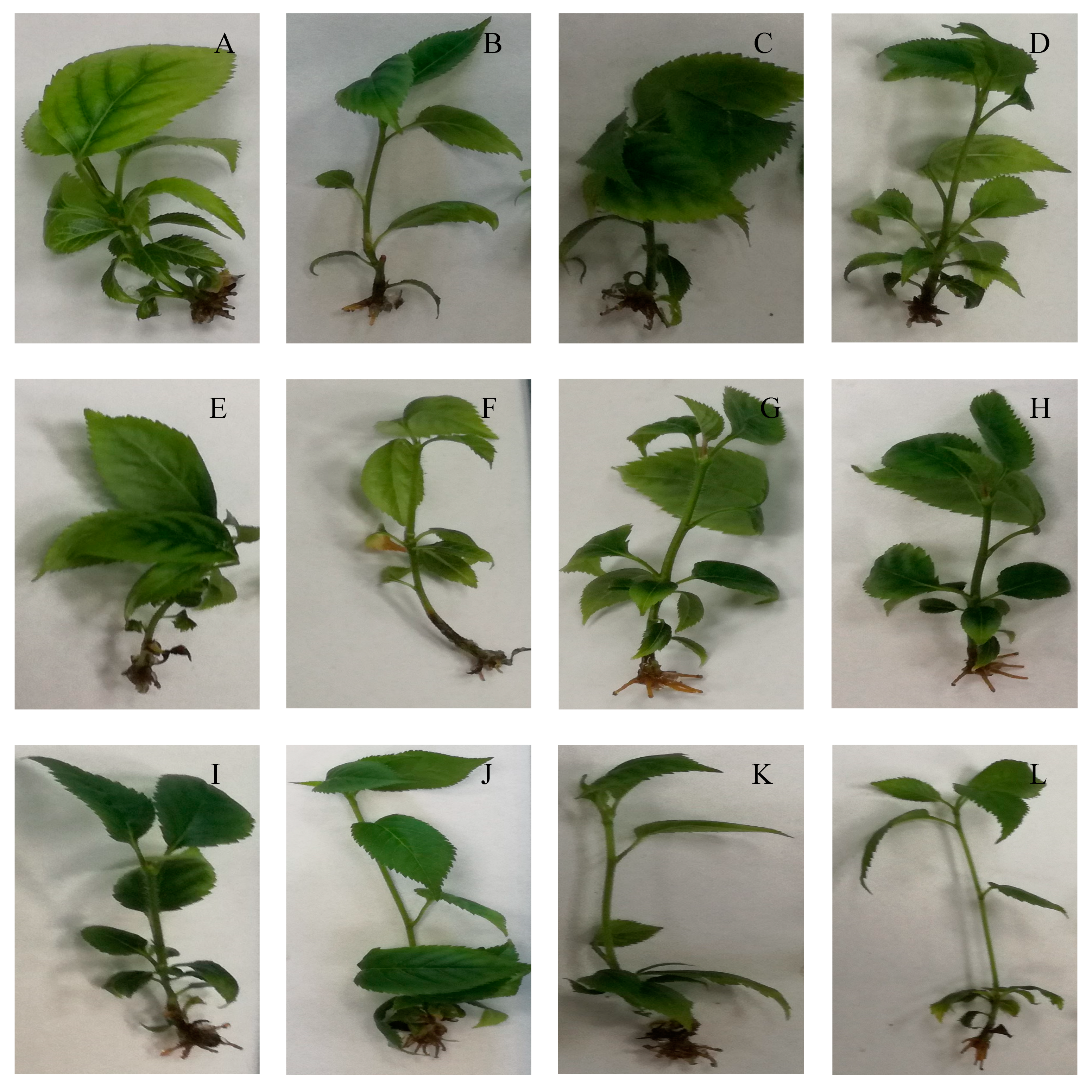 Agriculture 14 00120 g007 Agriculture 14 00120 g007