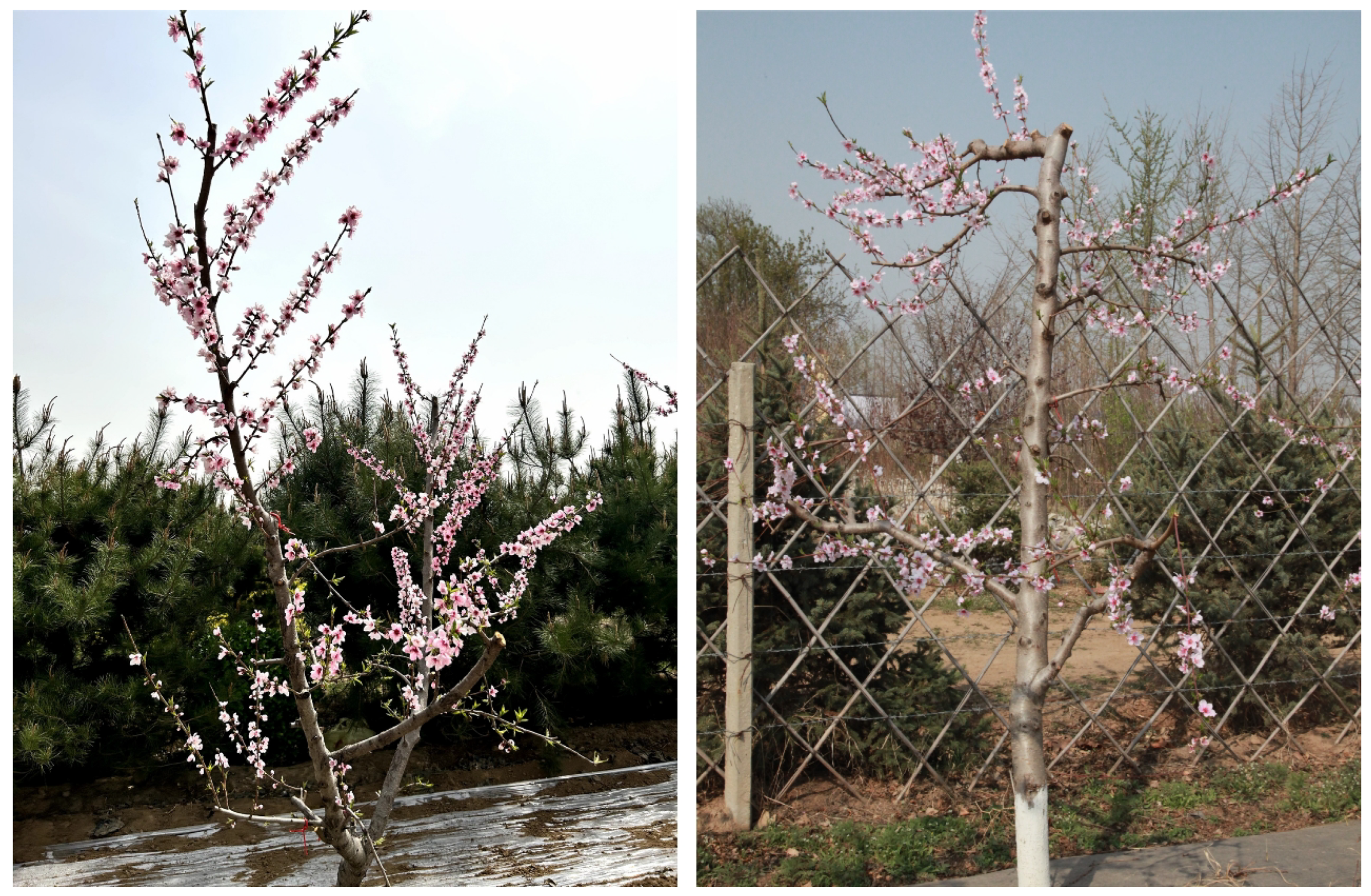 Agriculture 14 00126 g001