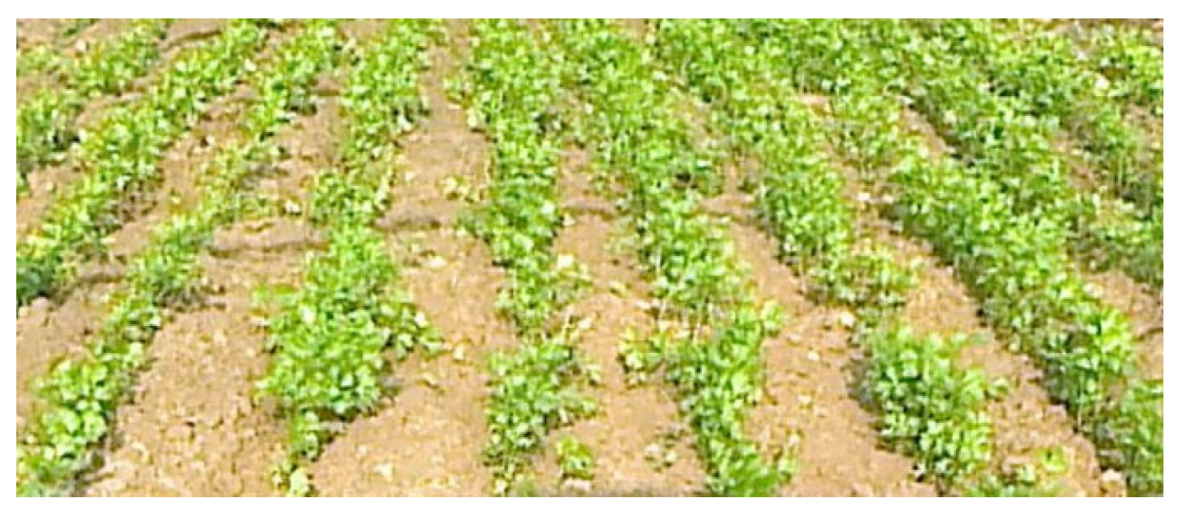 Agriculture 14 00143 g001 Agriculture 14 00143 g001