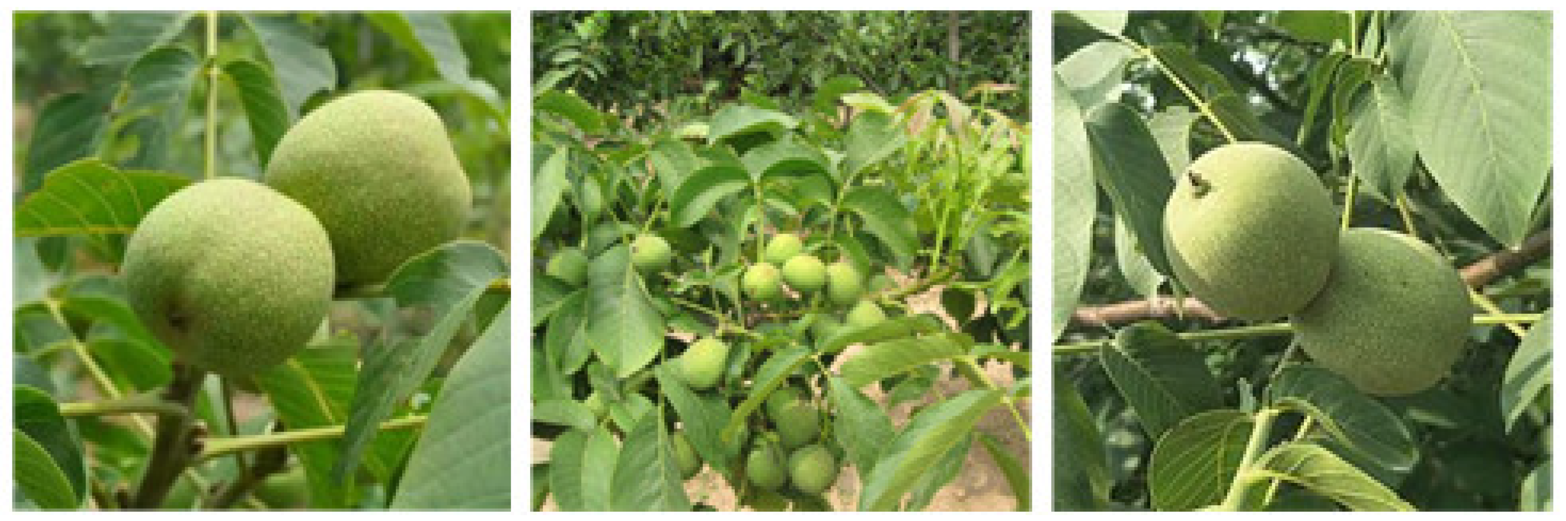 Agriculture 14 00149 g001