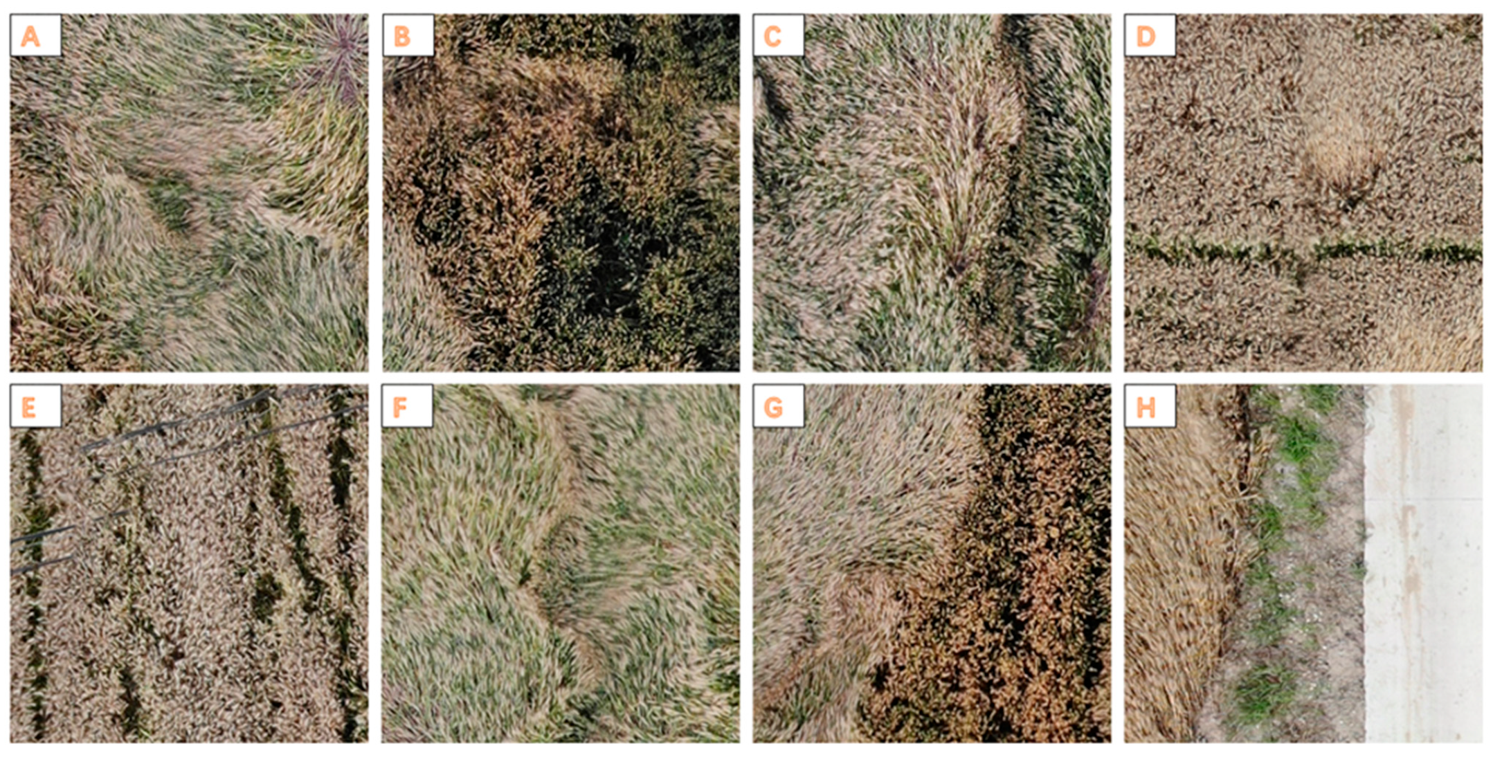 Agriculture 14 00244 g003