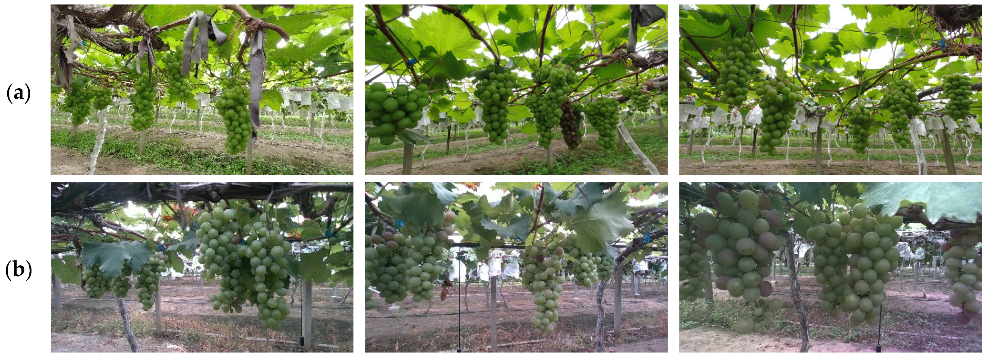 Agriculture 14 00262 g001