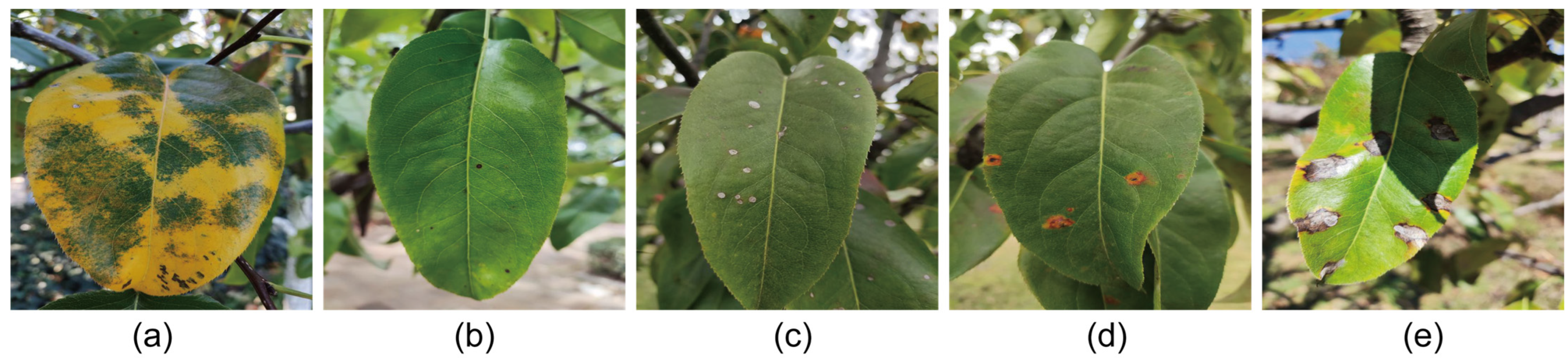 Agriculture 14 00273 g001