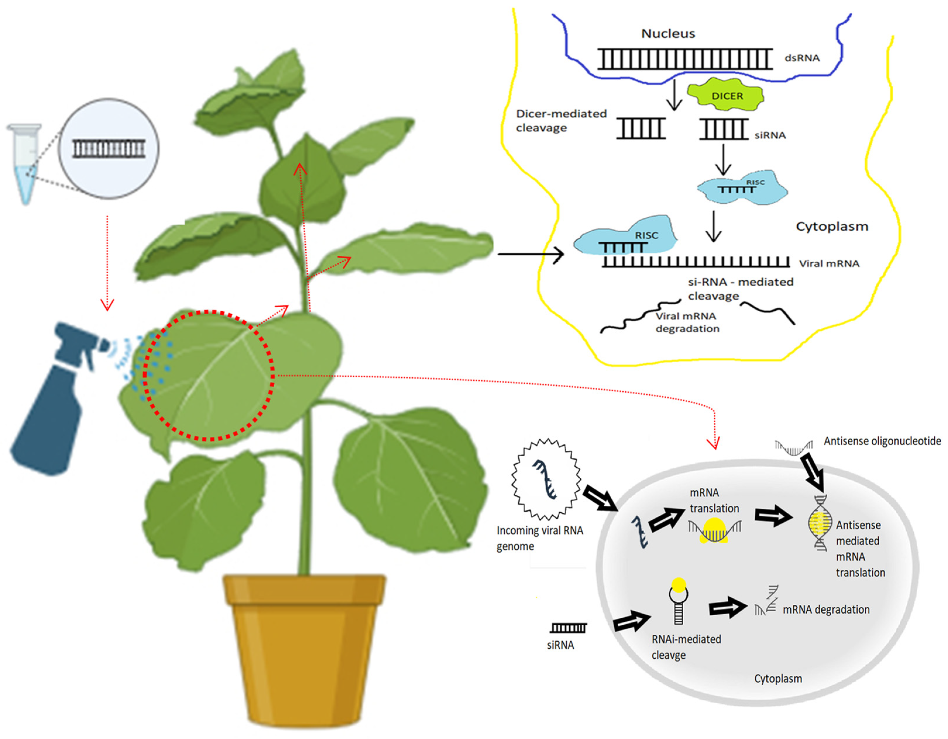 Agriculture 14 00284 g003 Agriculture 14 00284 g003