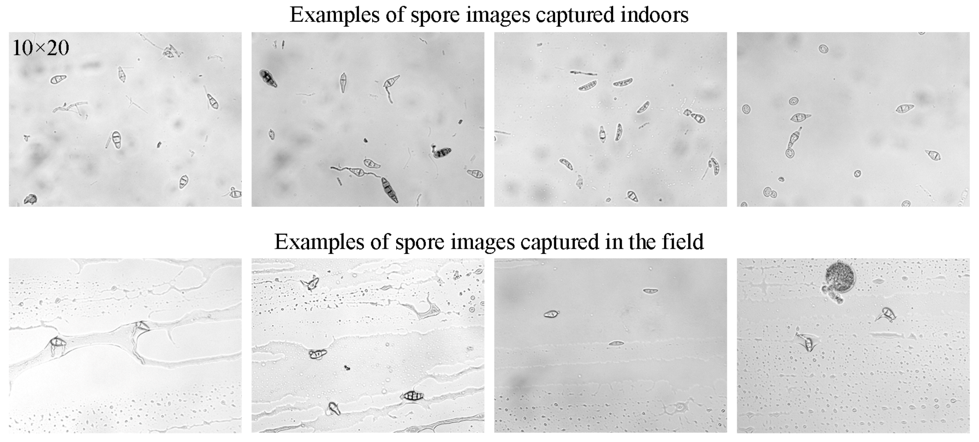 Agriculture 14 00290 g002