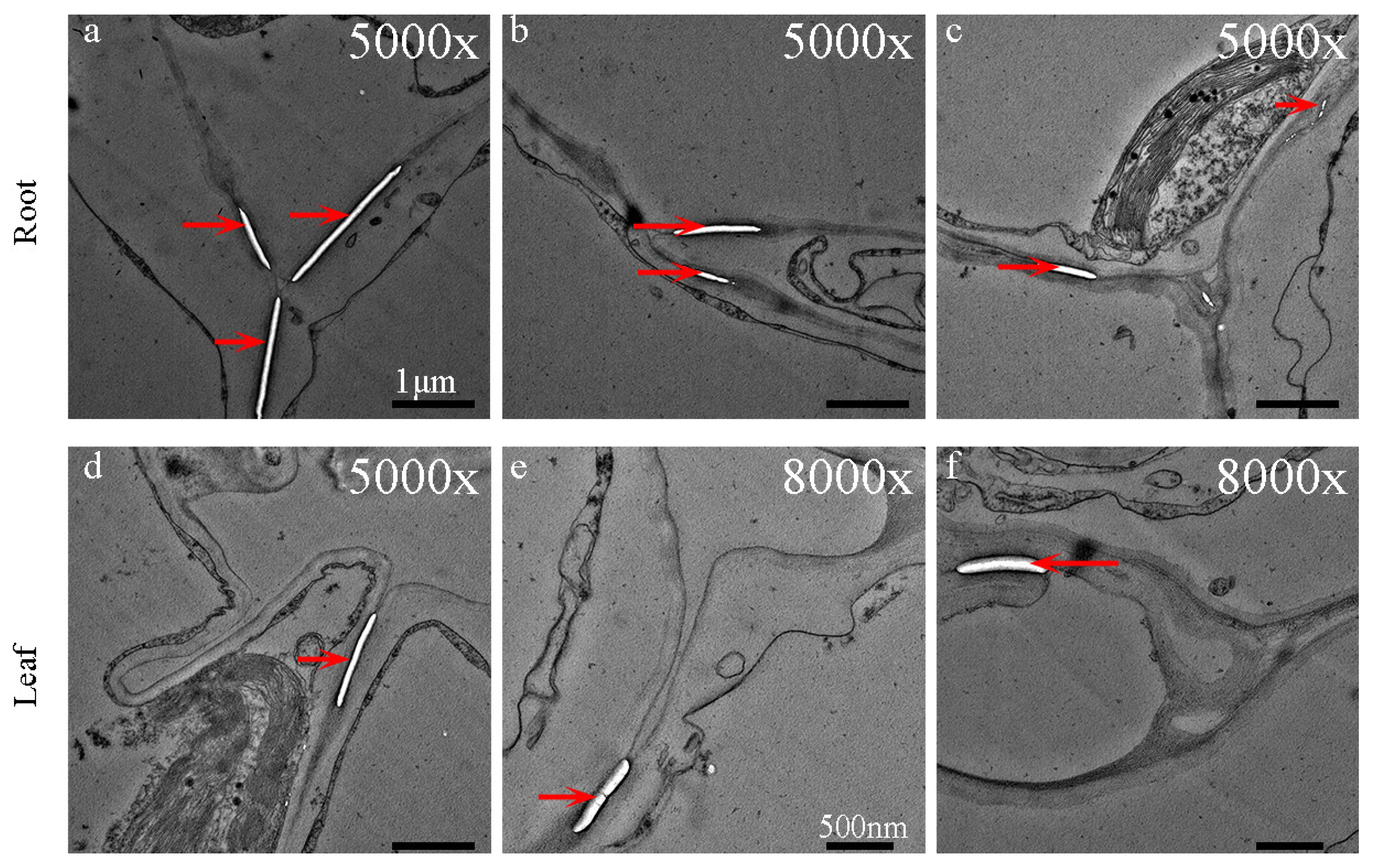 Agriculture 14 00301 g006