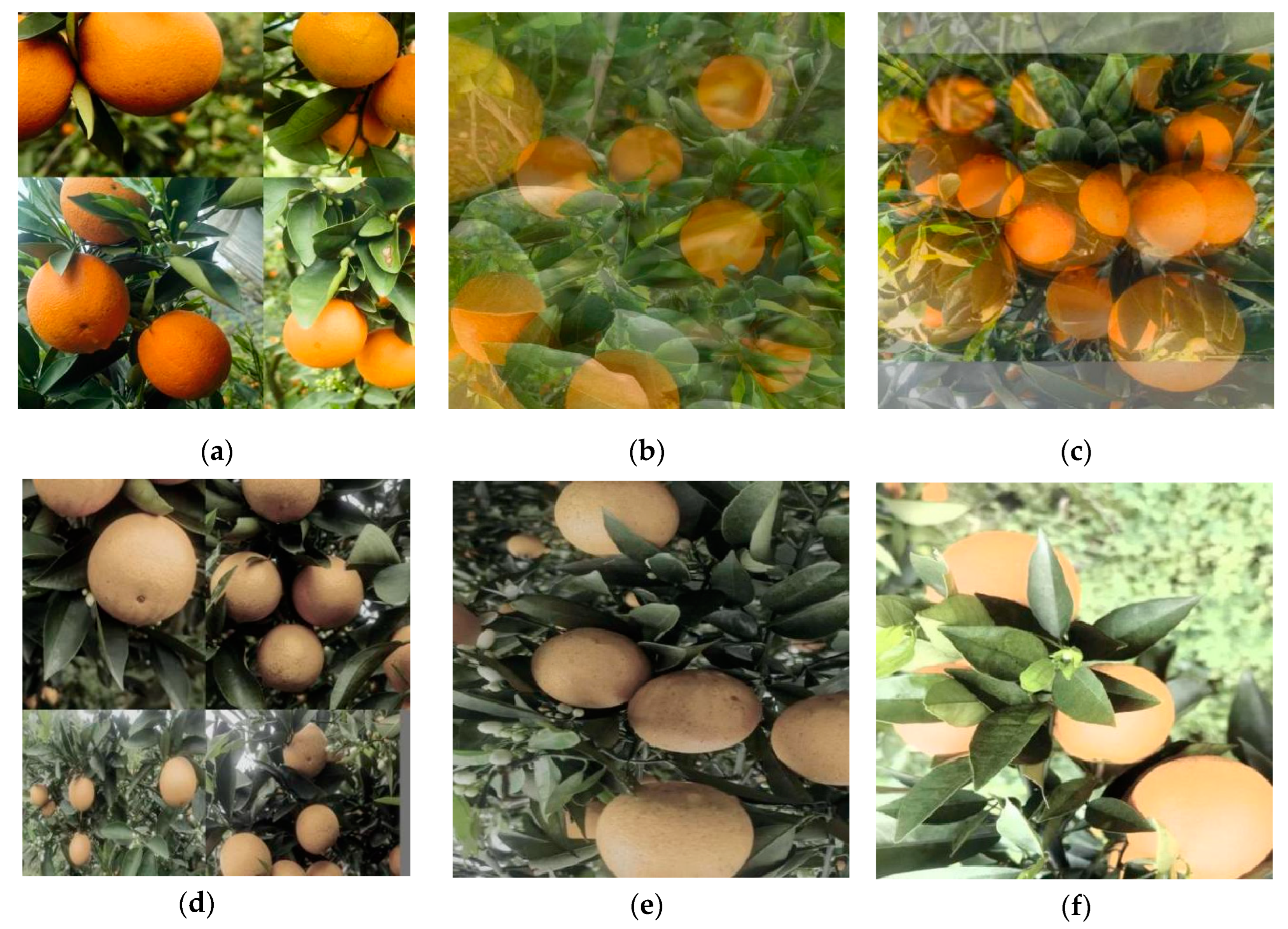 Agriculture 14 00303 g001