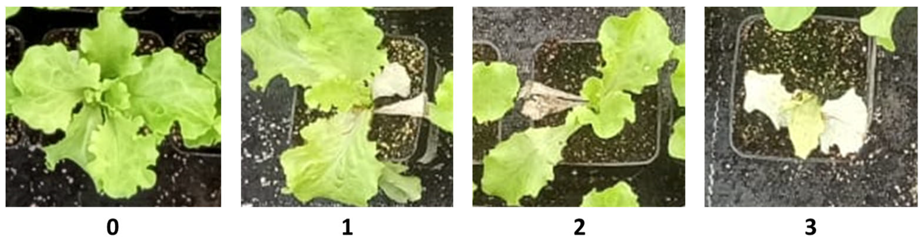 Agriculture 14 00307 g001