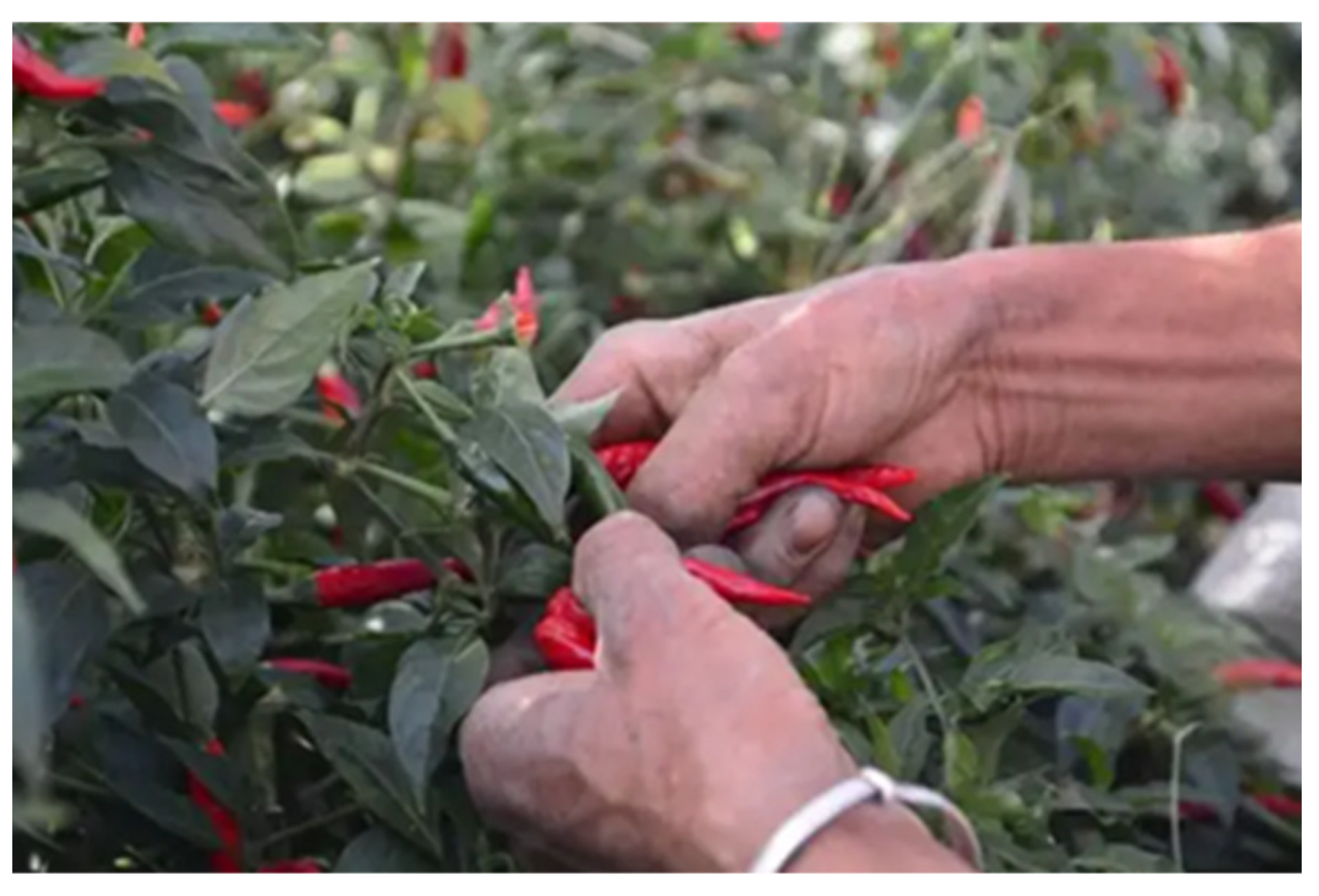 Agriculture 14 00314 g003