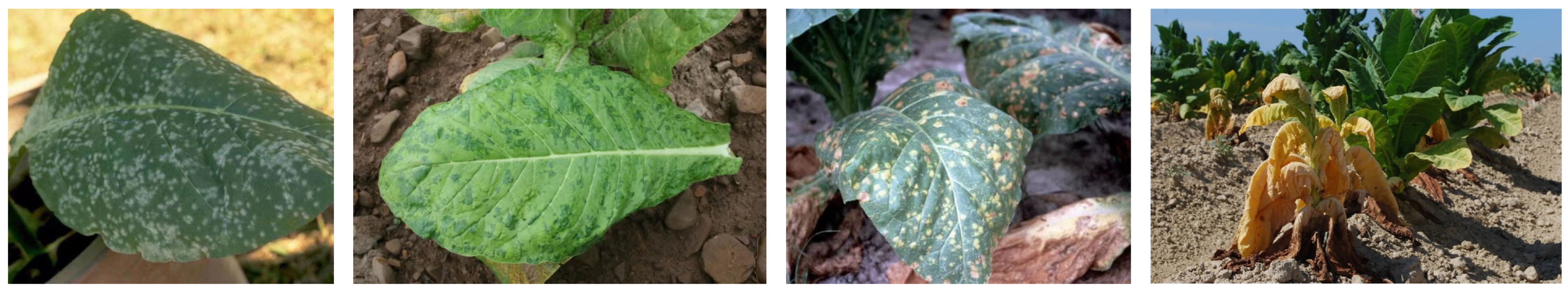 Agriculture 14 00318 g001