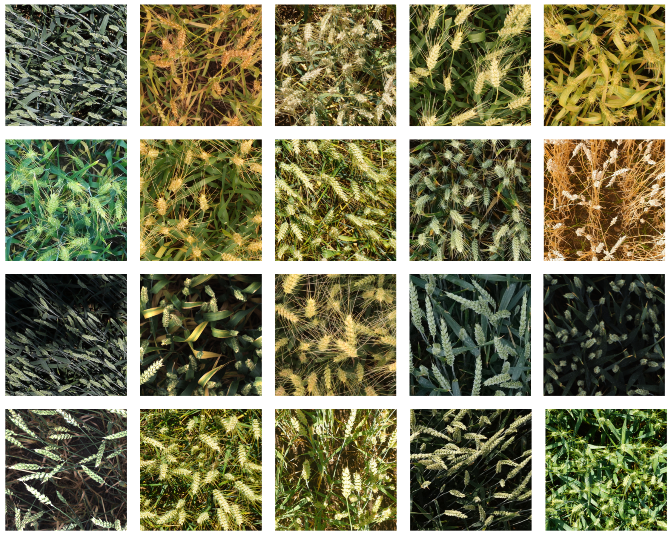 Agriculture 14 00327 g003