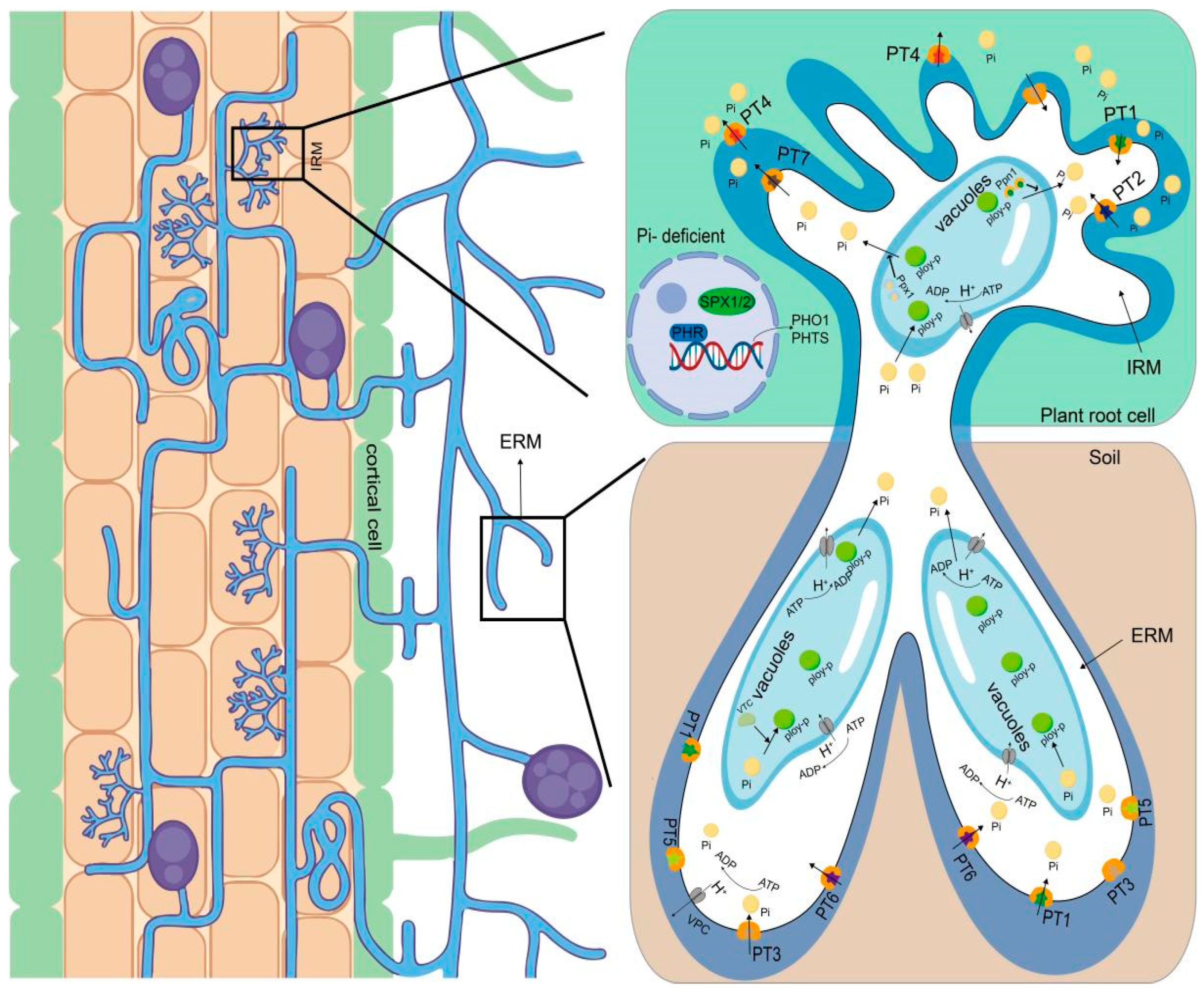 Agriculture 14 00358 g001 Agriculture 14 00358 g001