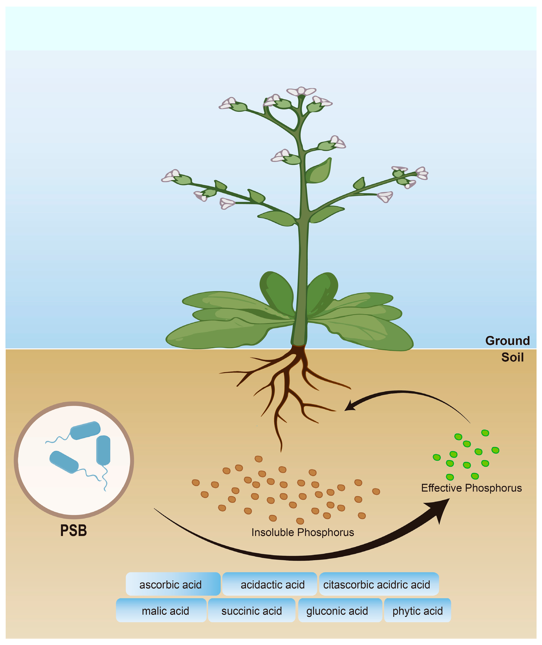 Agriculture 14 00358 g002 Agriculture 14 00358 g002