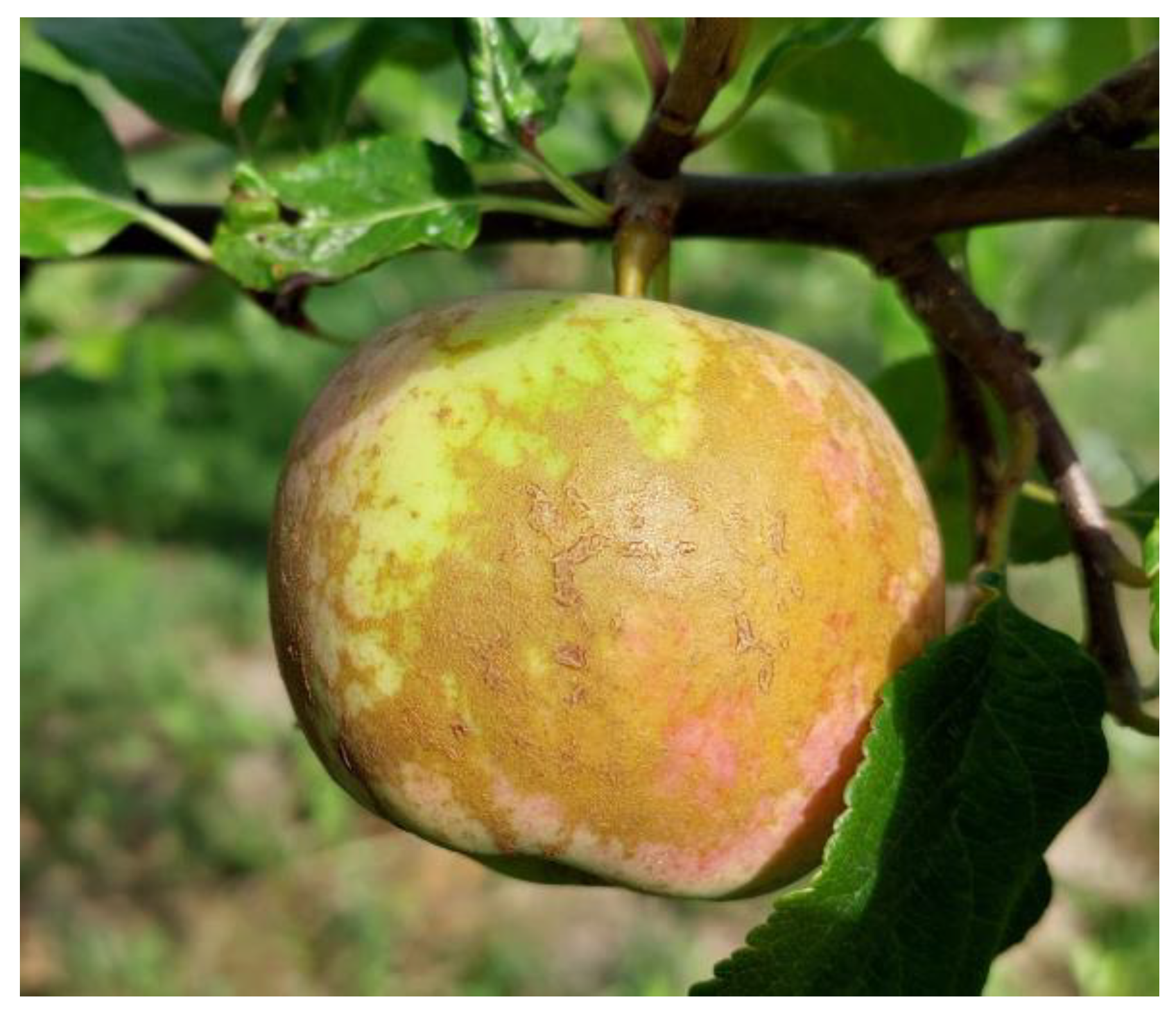 Agriculture 14 00383 g003