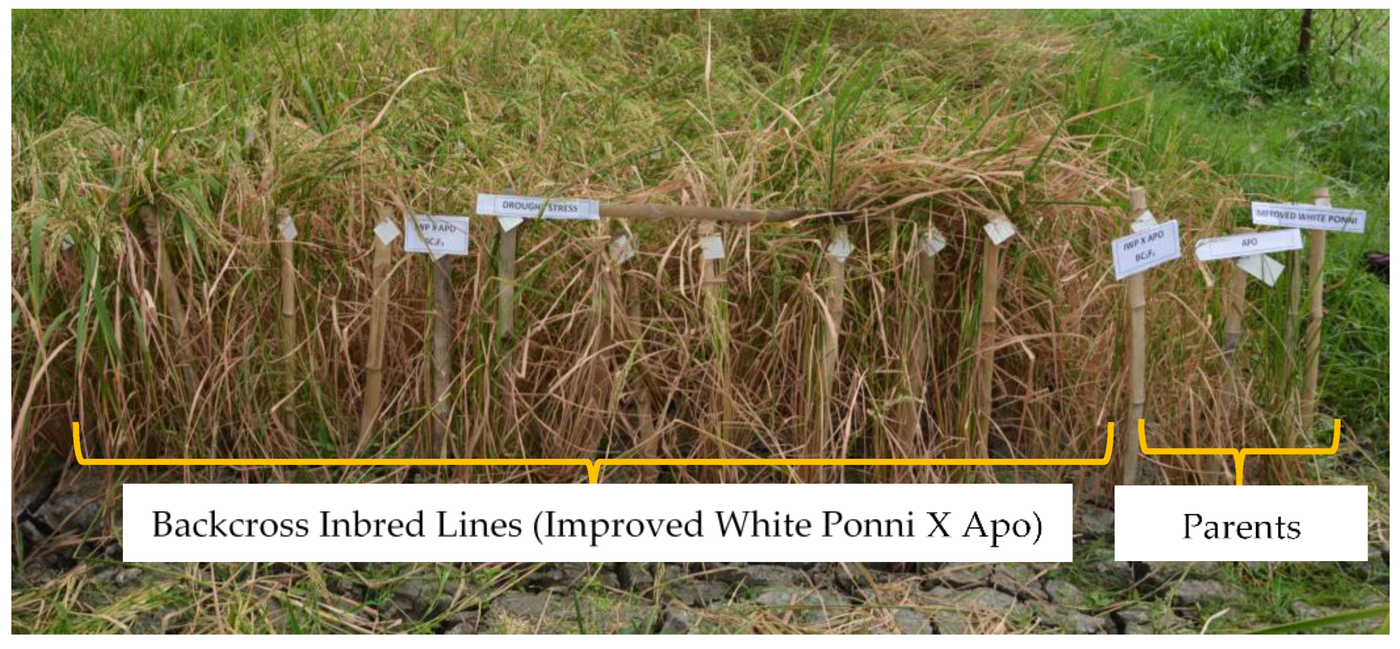 Agriculture 14 00431 g006