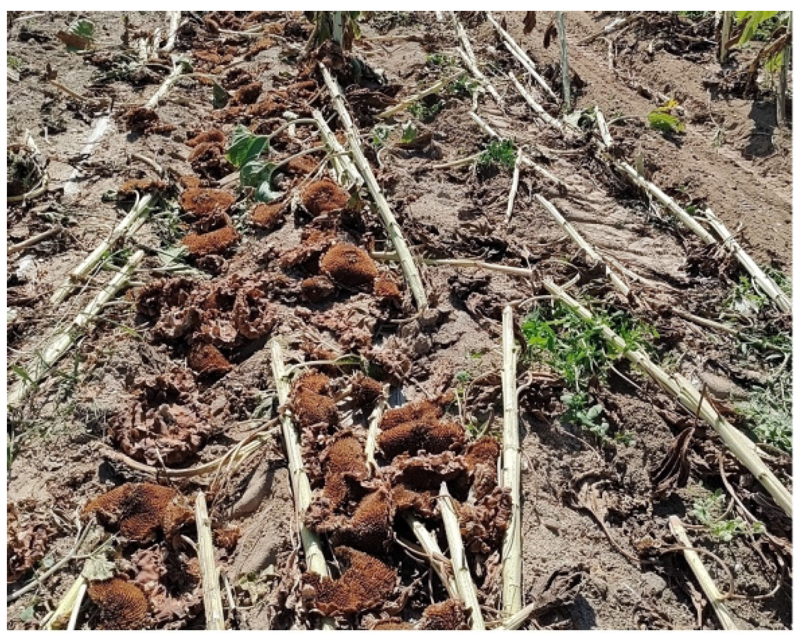 Agriculture 14 00446 g016