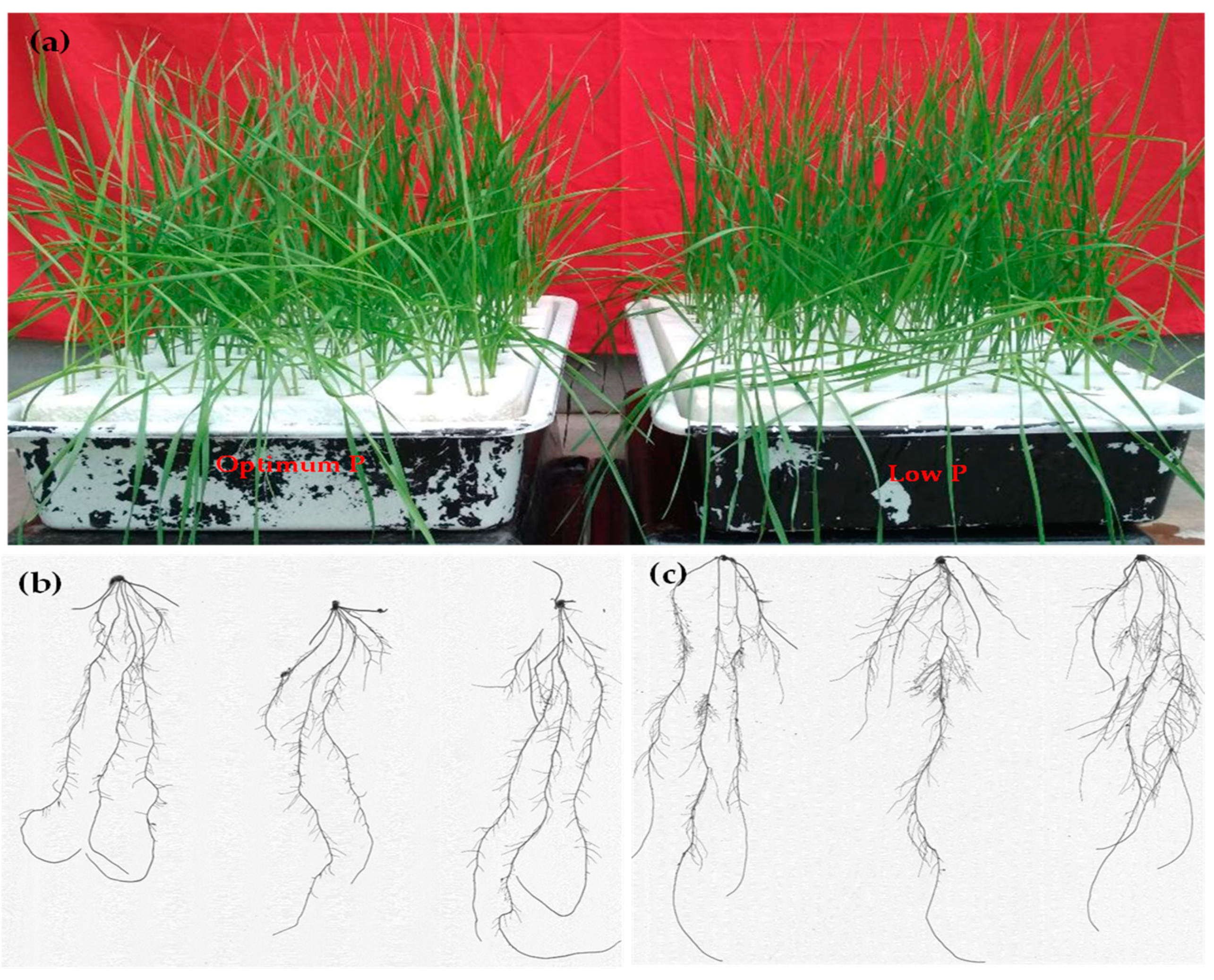 Agriculture 14 00447 g001 Agriculture 14 00447 g001