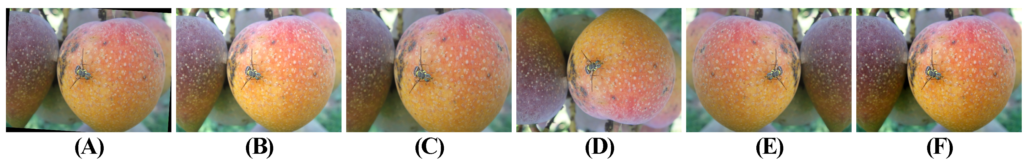 Agriculture 14 00490 g002