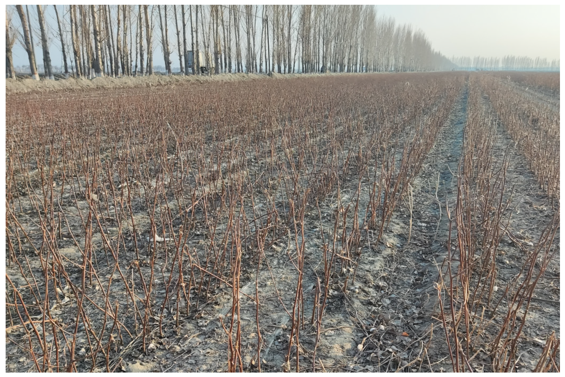 Agriculture 14 00506 g007