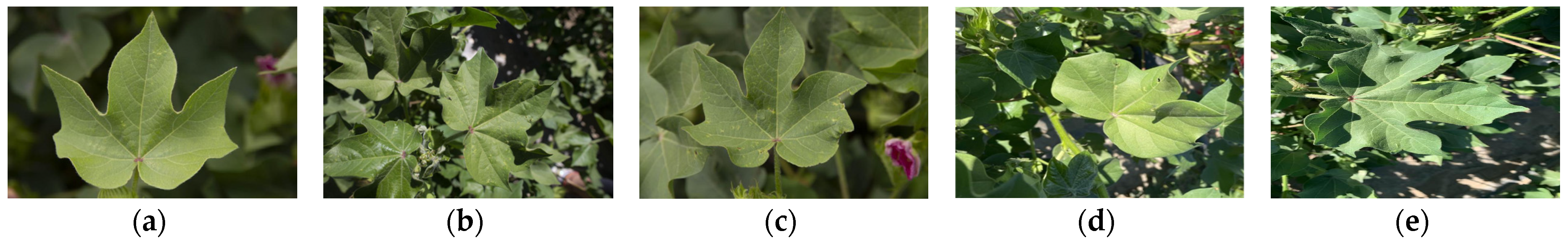 Agriculture 14 00525 g001