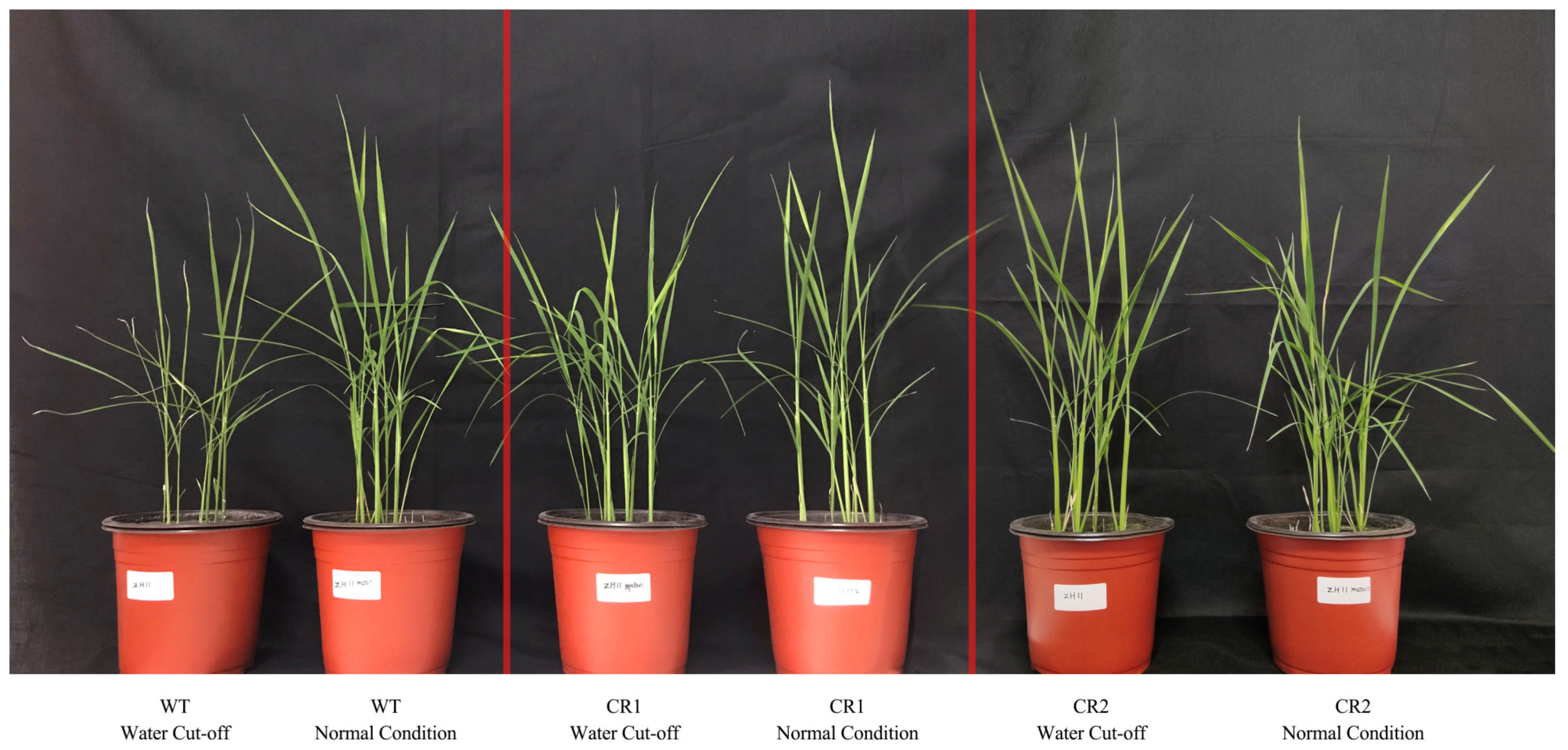 Agriculture 14 00603 g007