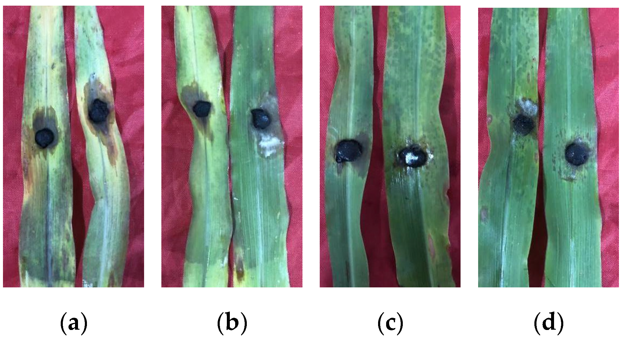 Agriculture 14 00606 g004