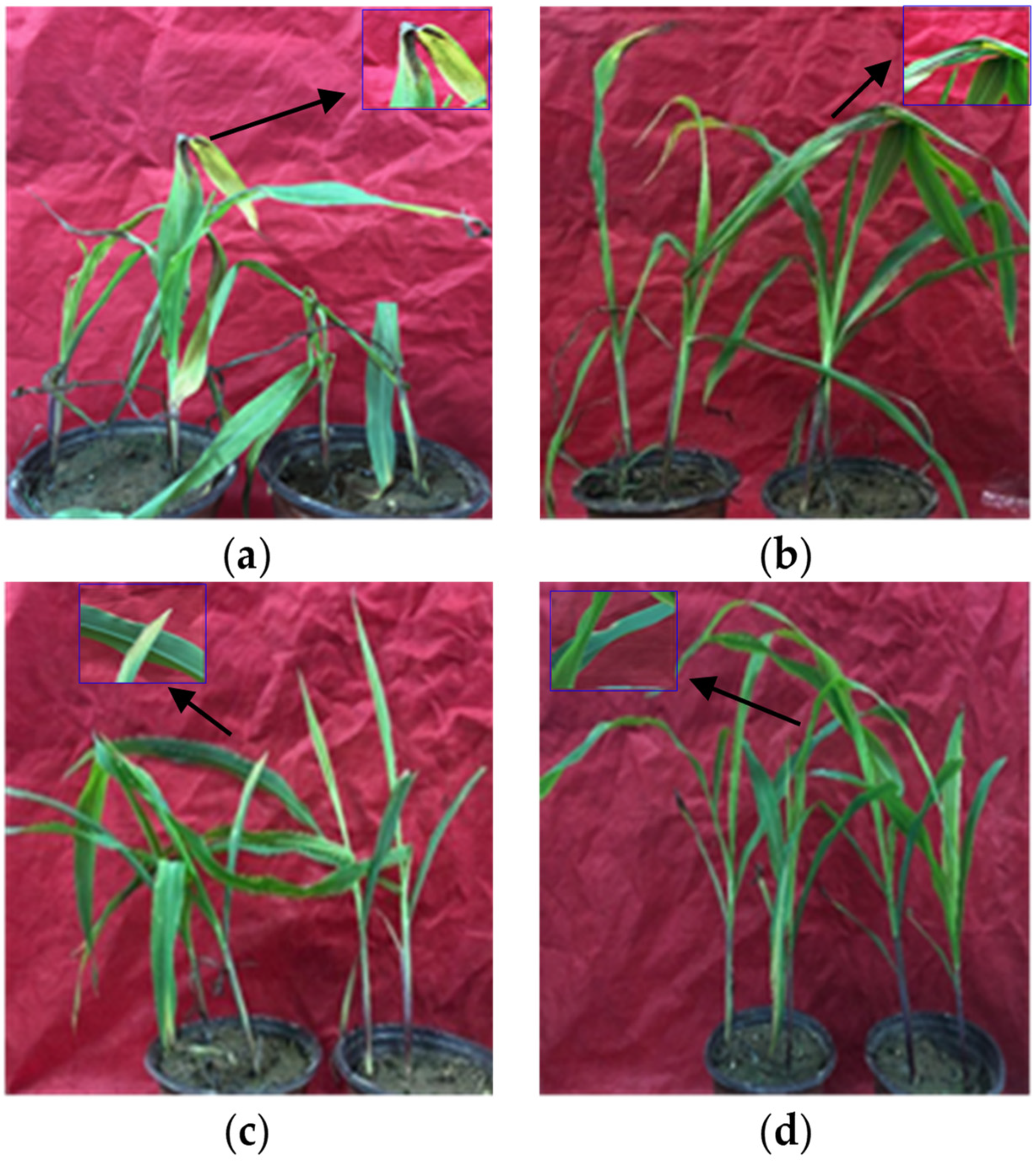 Agriculture 14 00606 g005