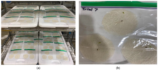 レタスの水耕栽培に廃水が有効な媒体であることが研究で明らかに(Wastewater is a viable medium for growing lettuce in hydroponic systems, study shows)