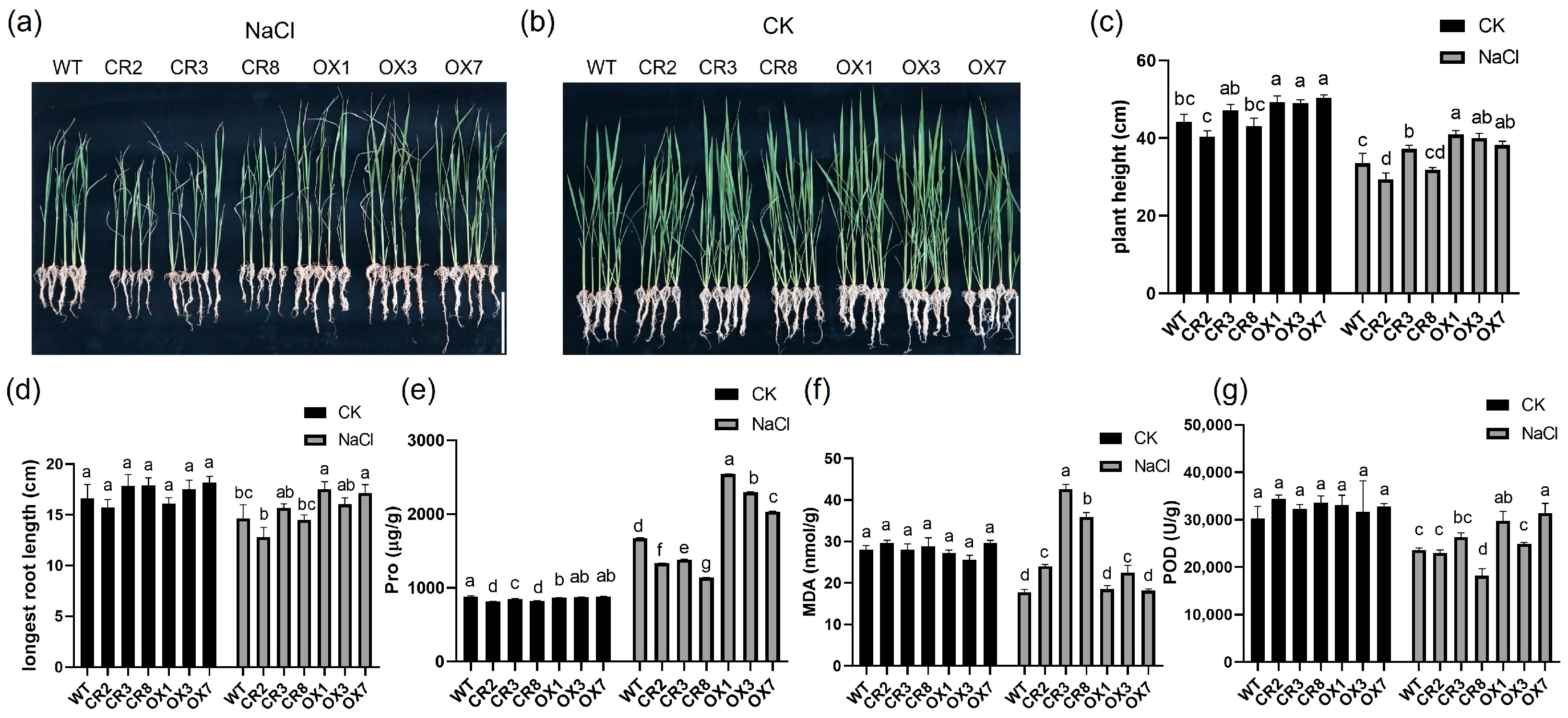 Agriculture 14 00615 g001 Agriculture 14 00615 g001