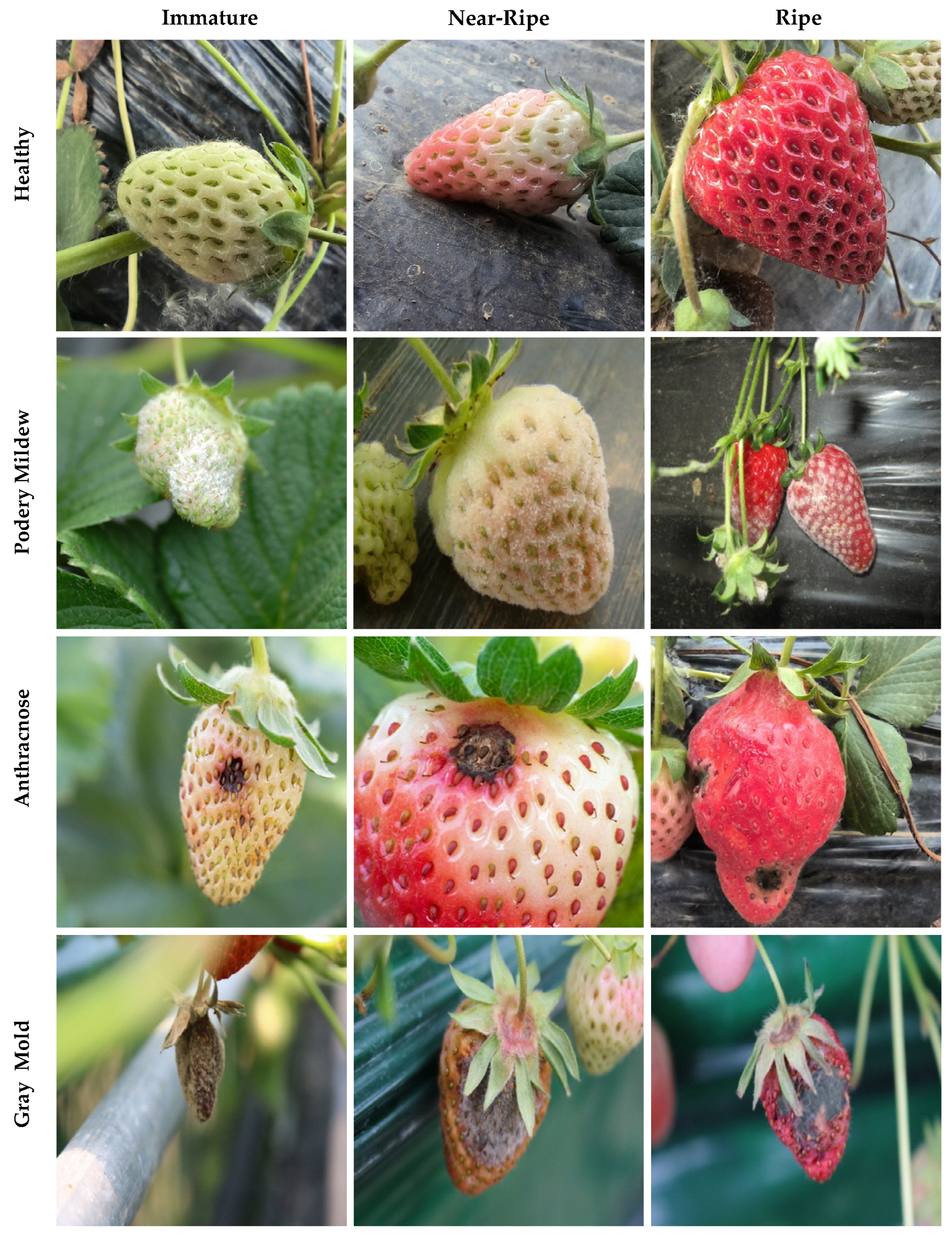 Agriculture 14 00665 g003