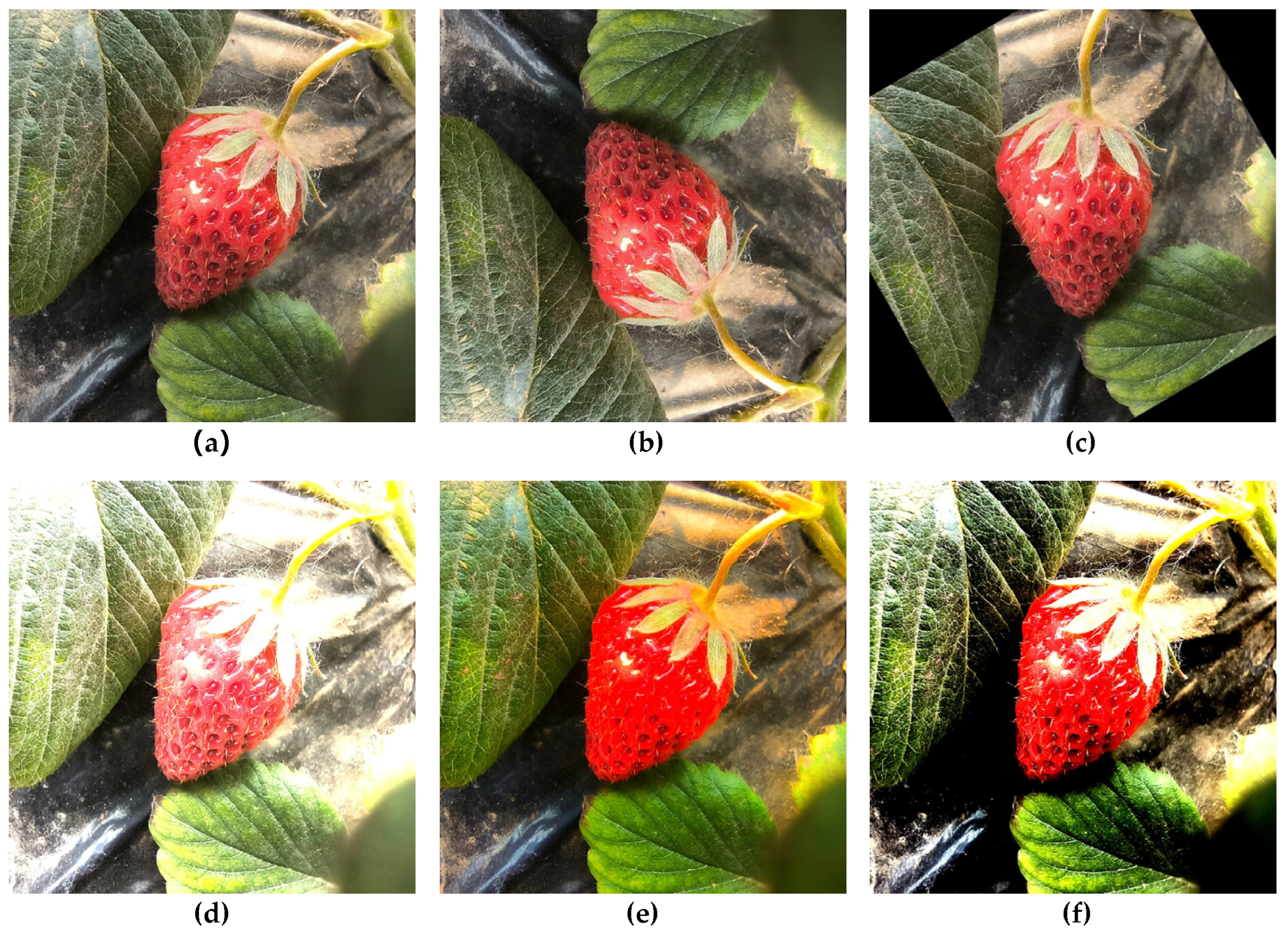 Agriculture 14 00665 g004