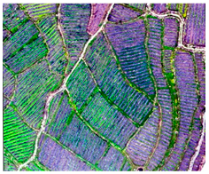 Agriculture 14 00736 i003