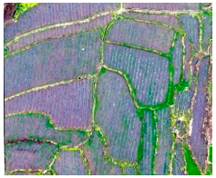 Agriculture 14 00736 i005