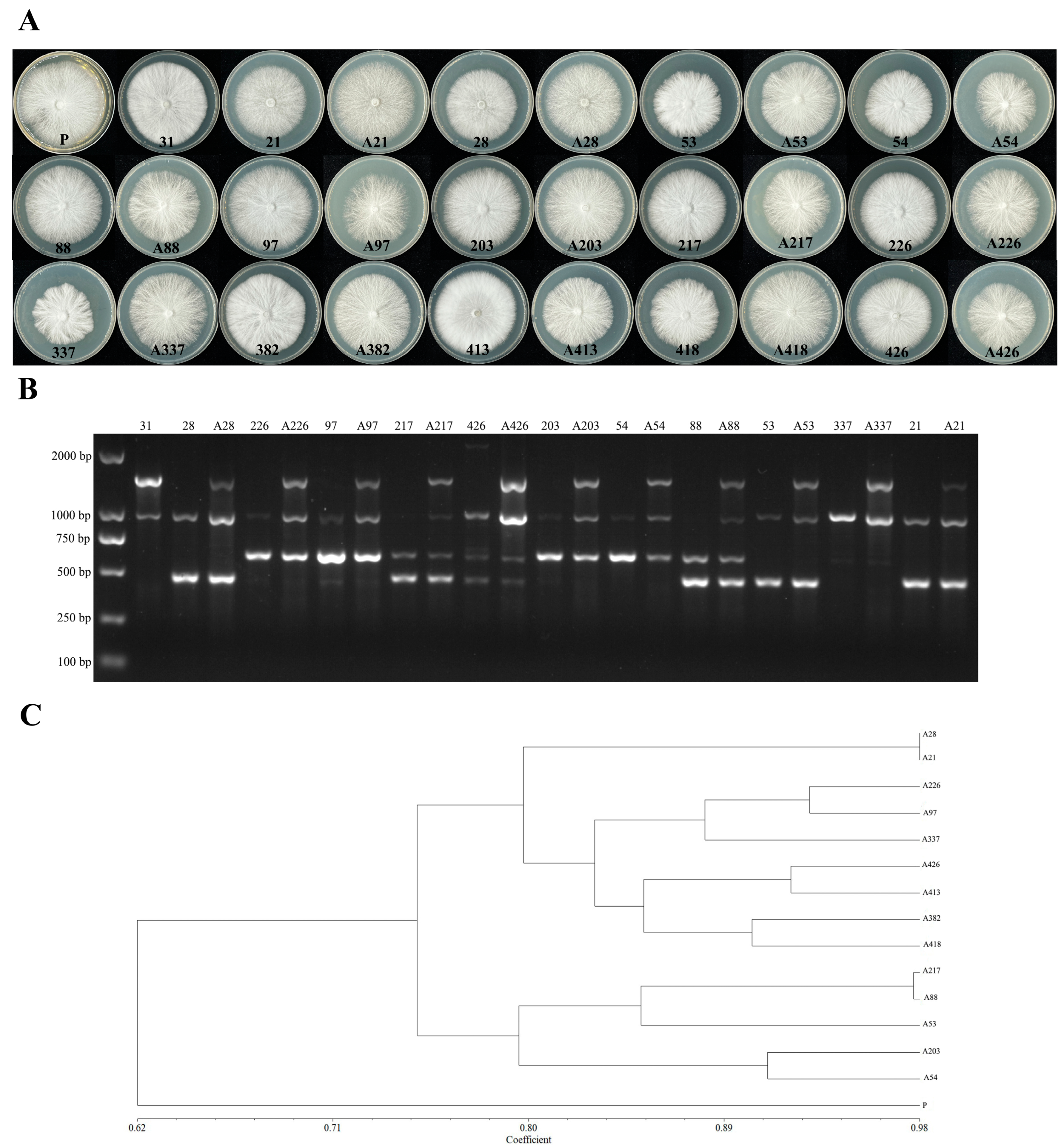Agriculture 14 00745 g003