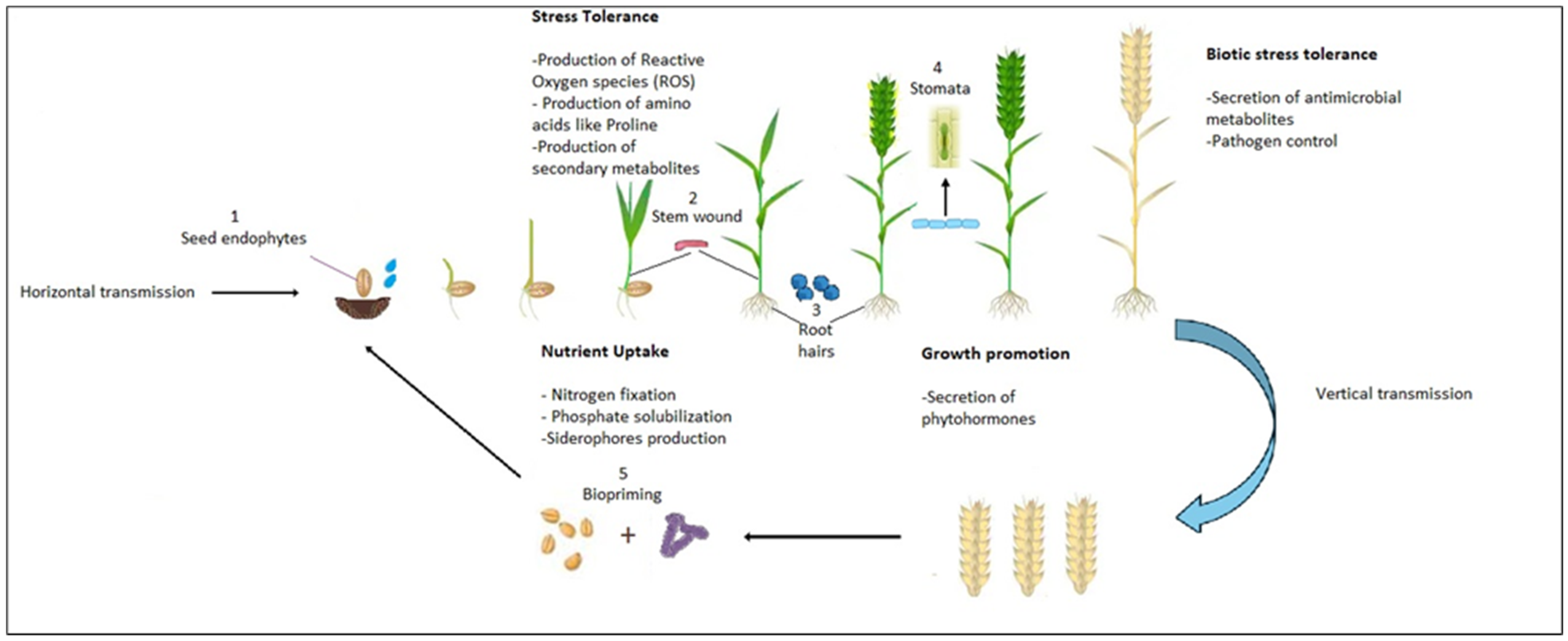 Agriculture 14 00769 g004