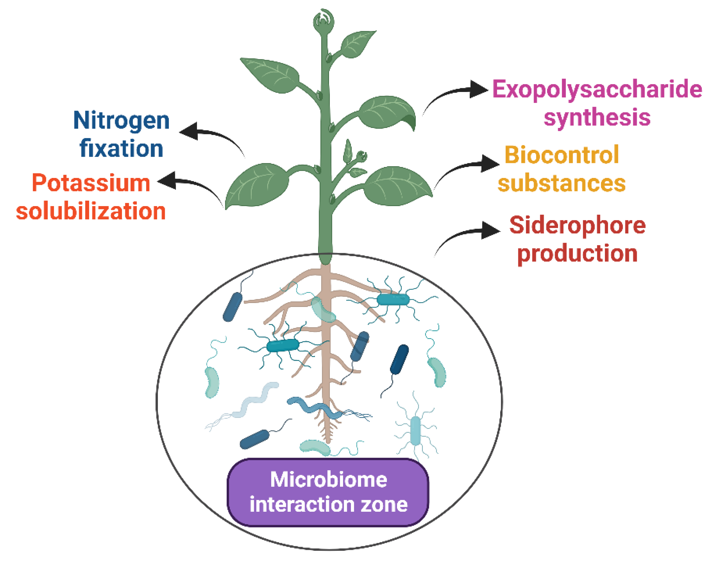 Agriculture 14 00796 g003