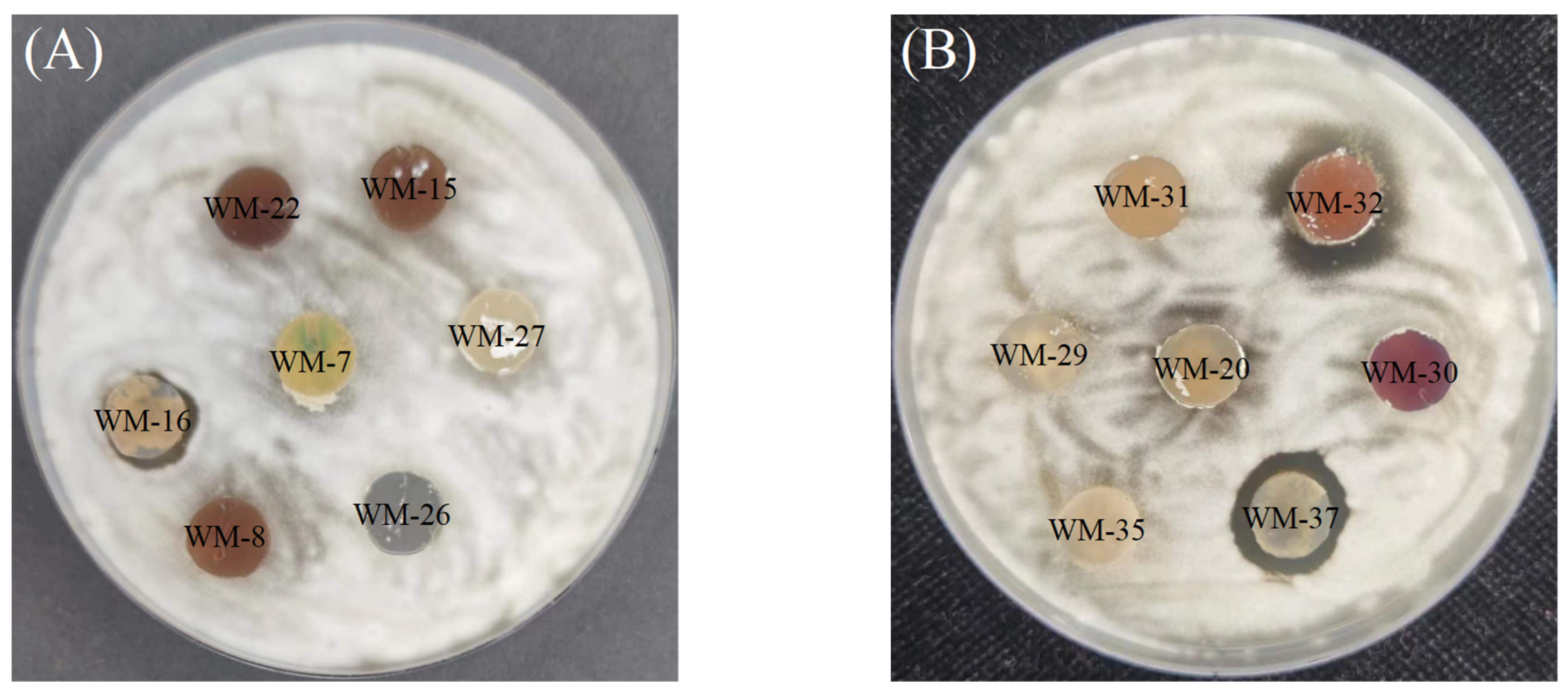 Agriculture 14 00833 g001
