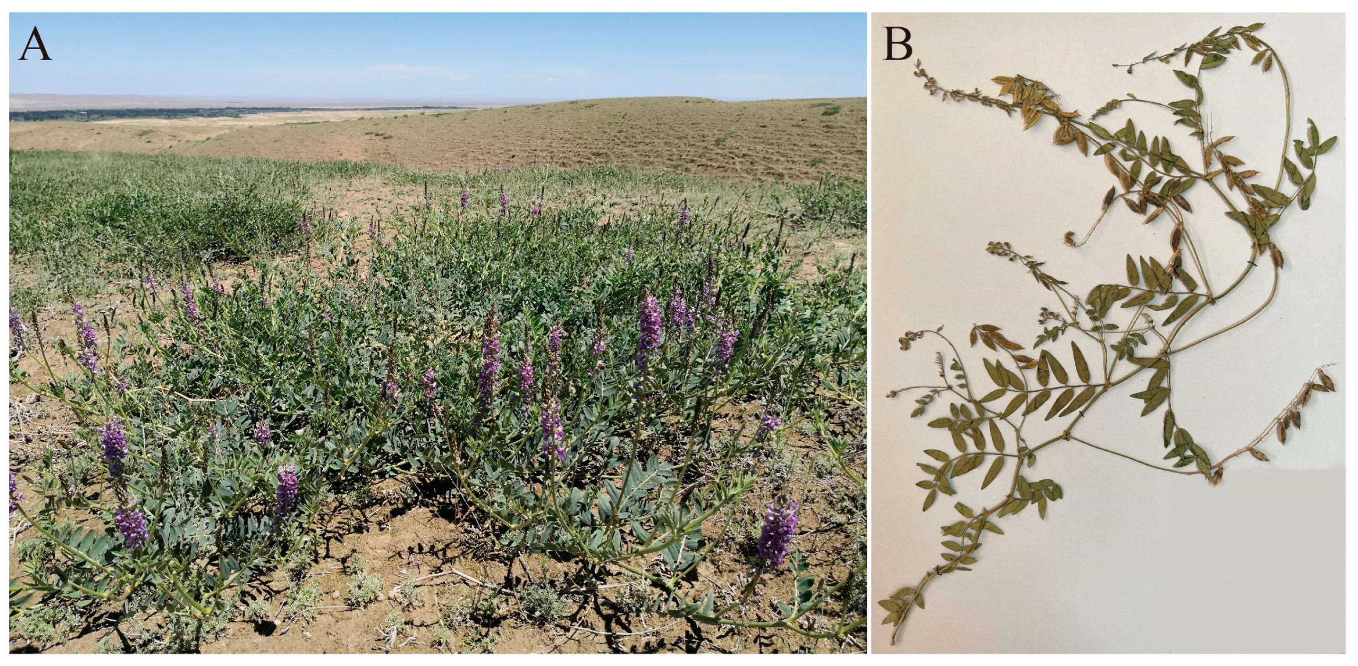 Agriculture 14 00850 g001