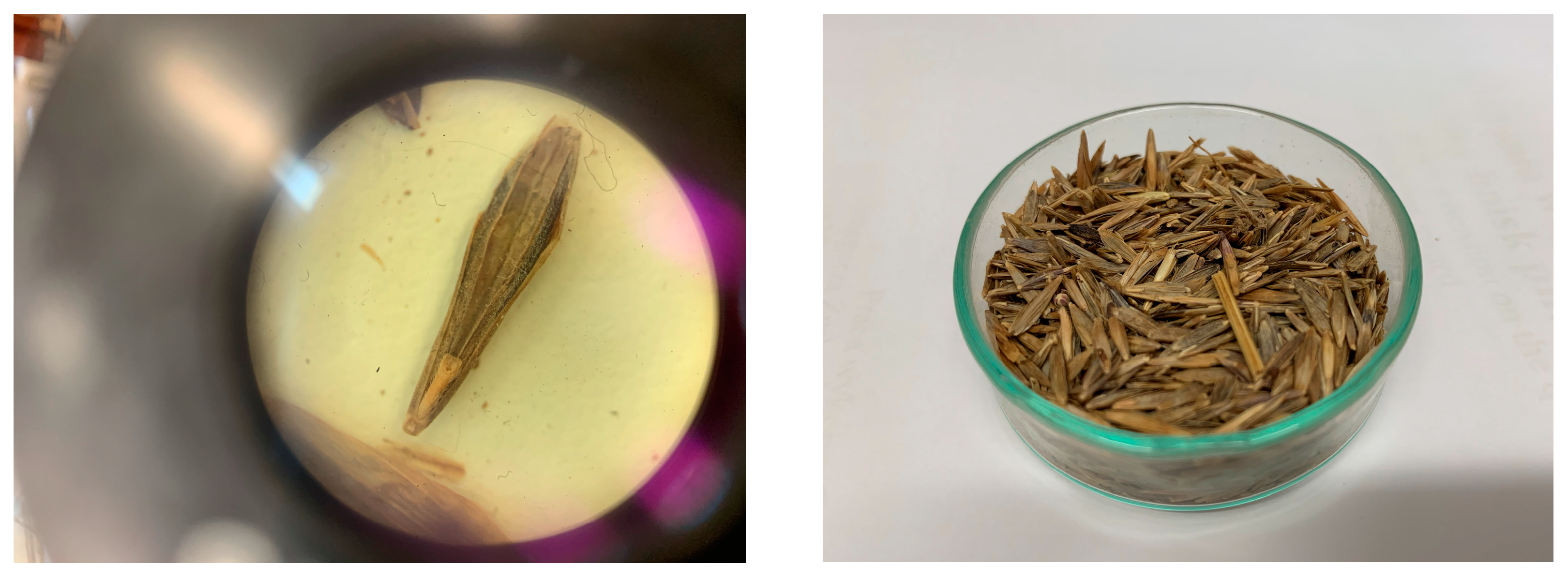 Agriculture 14 00854 g006