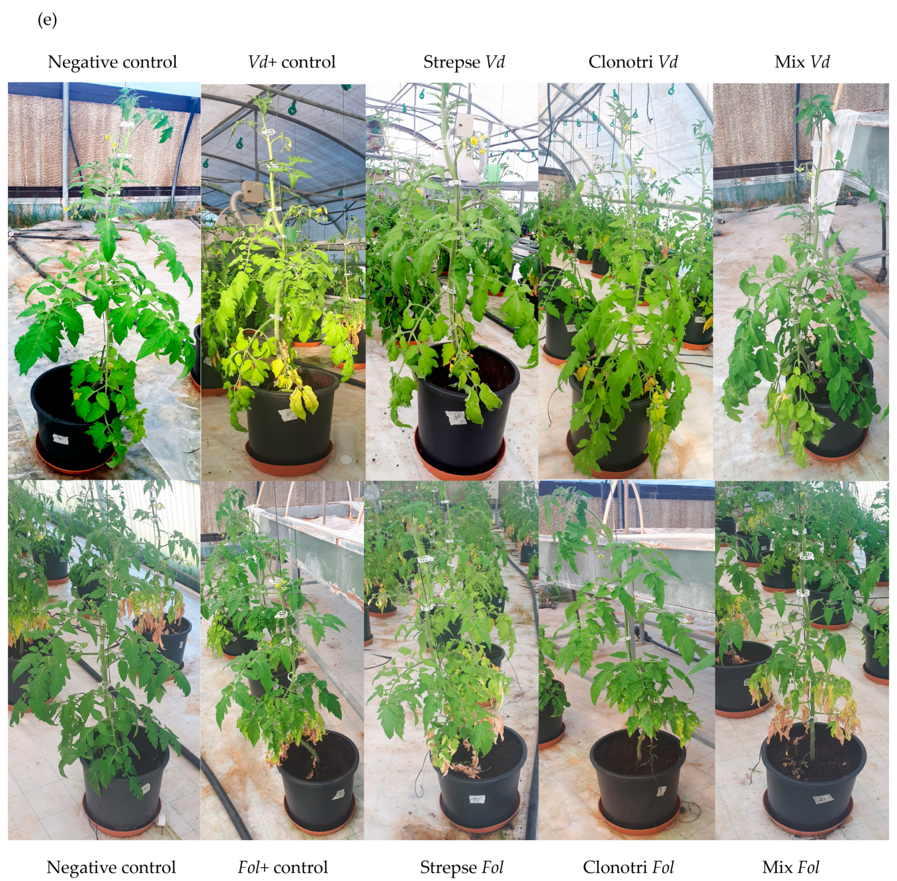 Agriculture 14 00882 g004b