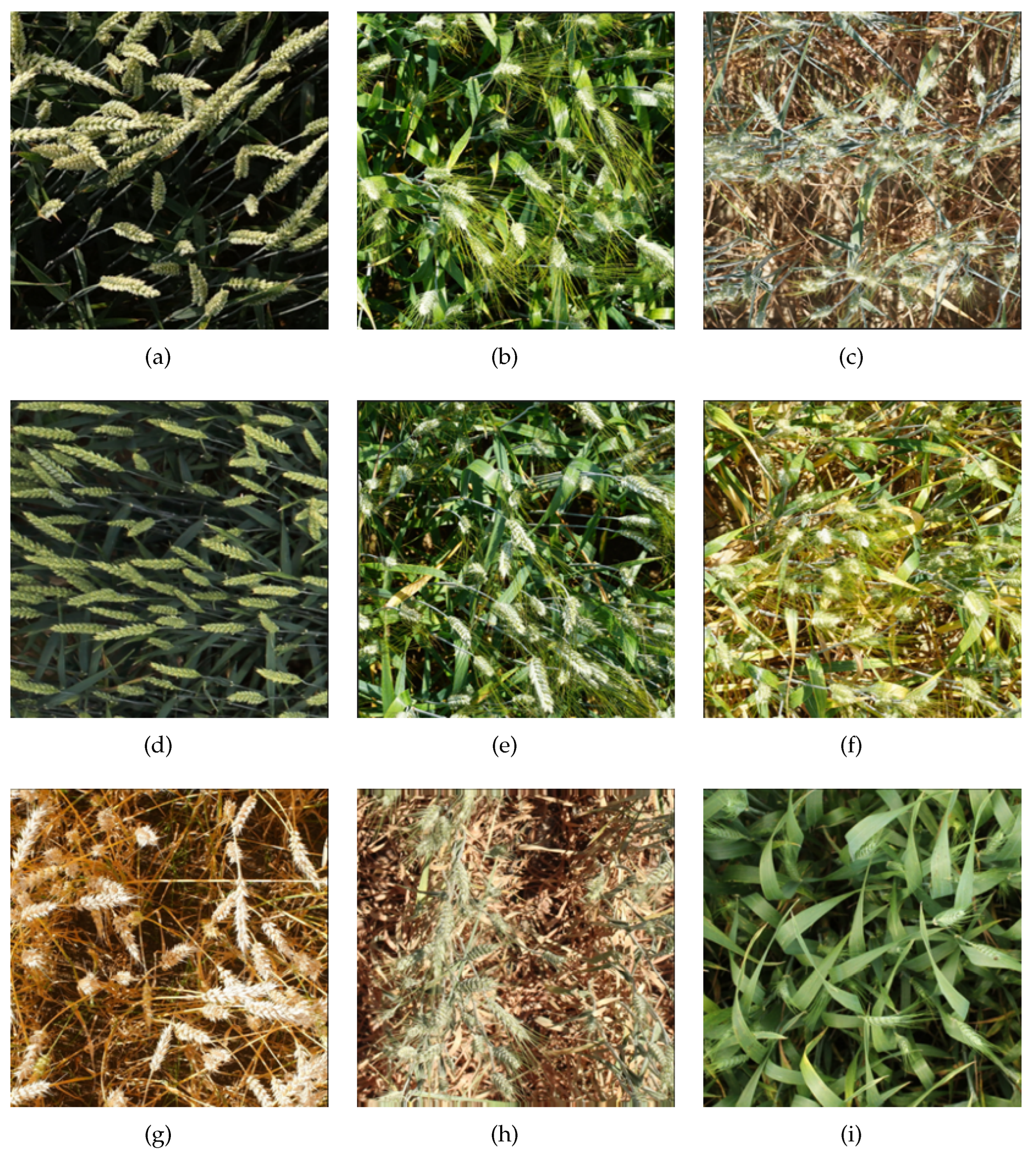 Agriculture 14 00899 g001